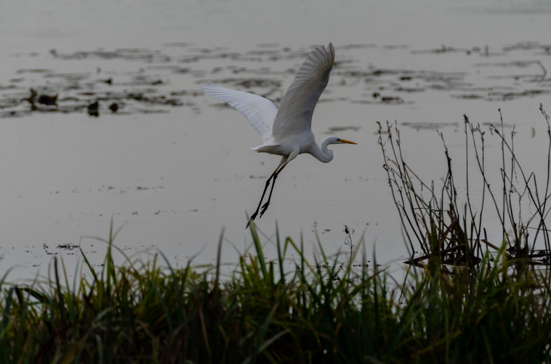 Grande aigrette