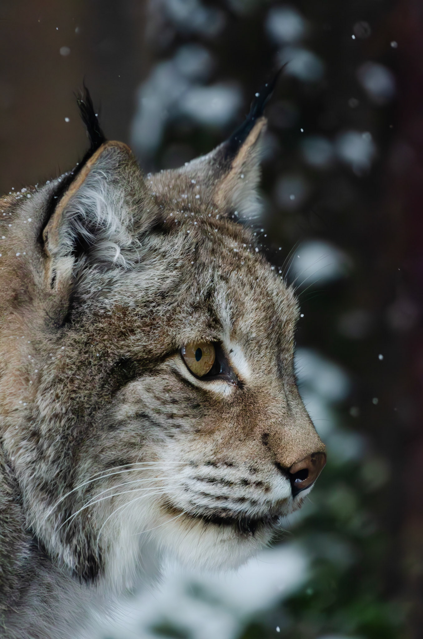 Lynx boréal