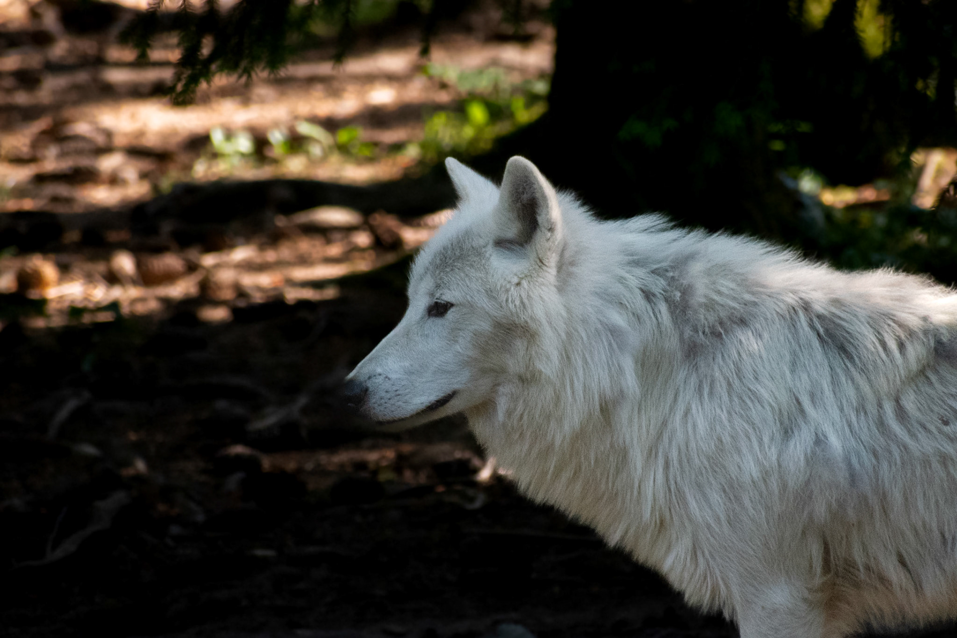 Loup arctique