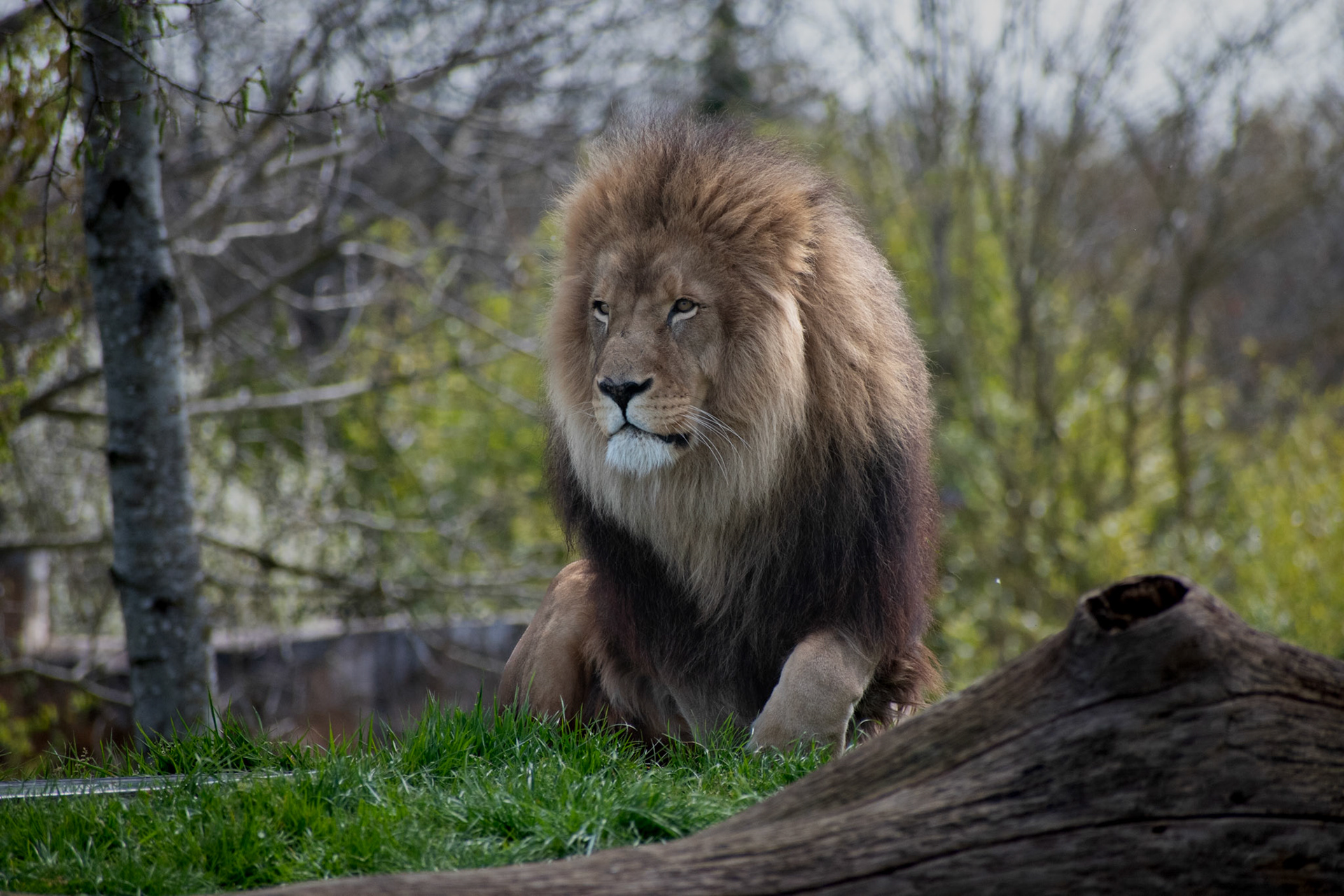 Lion