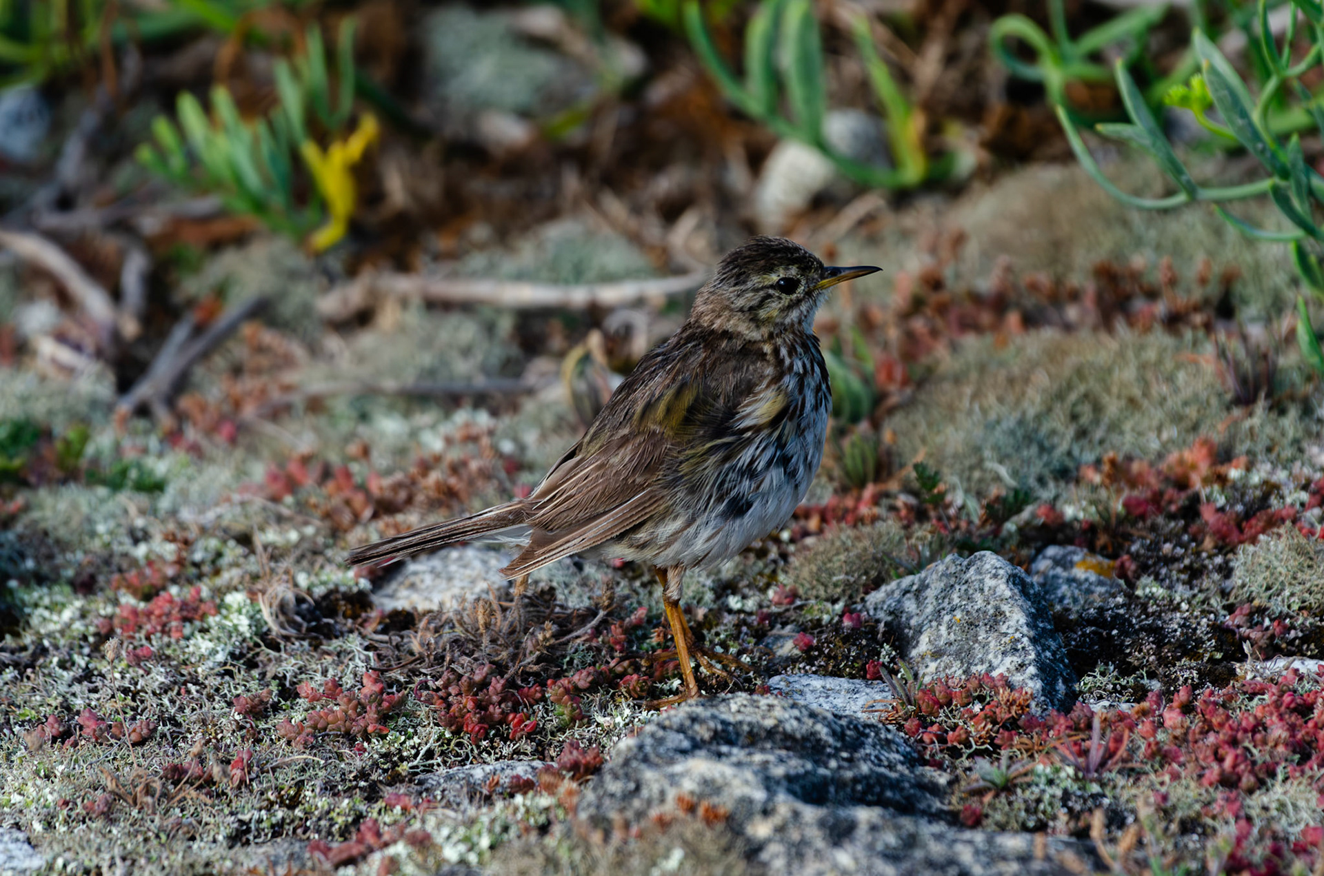 Pipit maritime