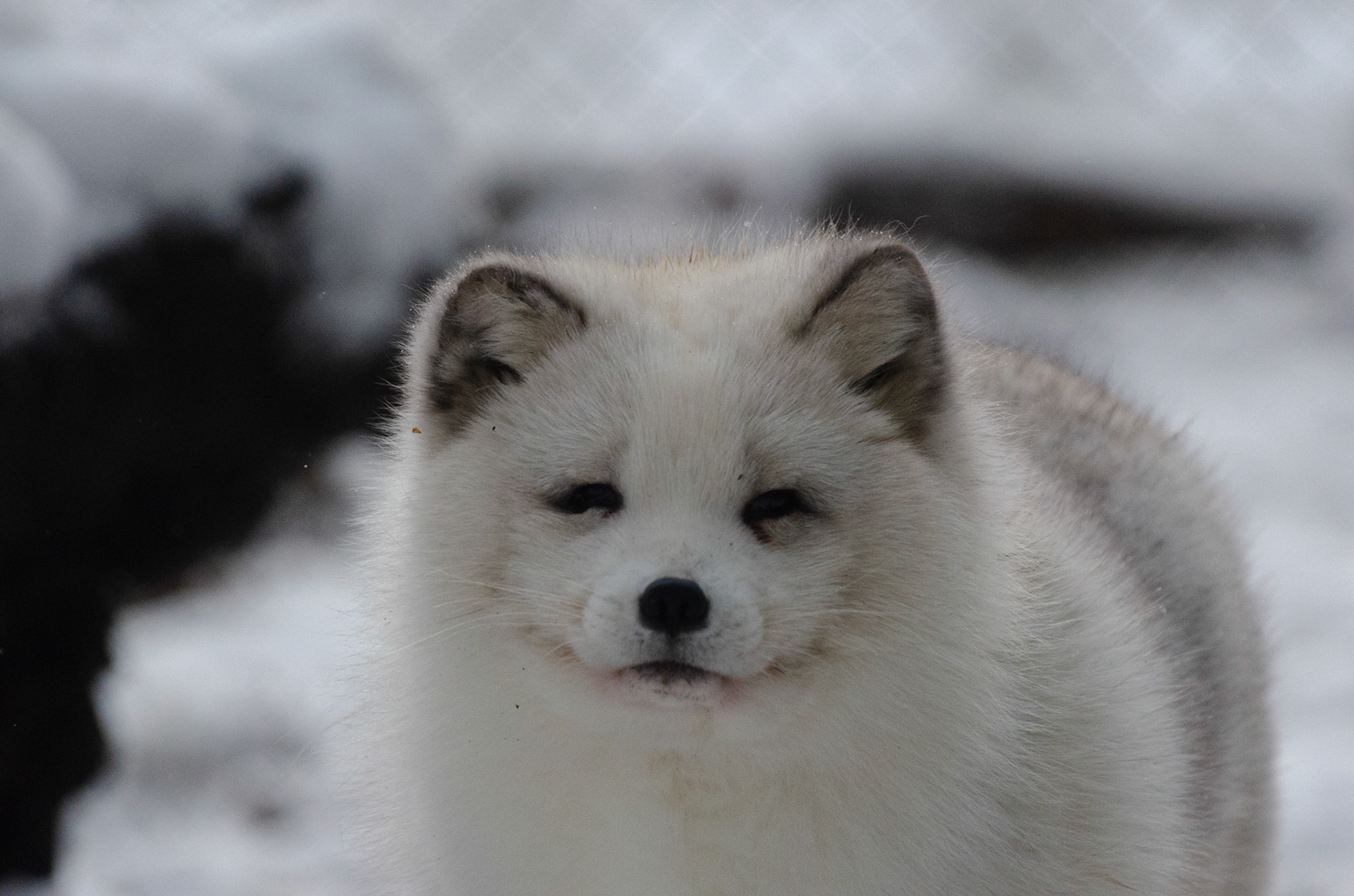 Renard polaire