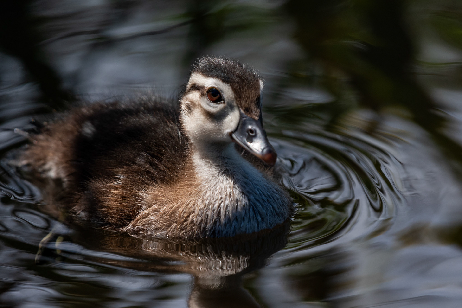 Canard branchu