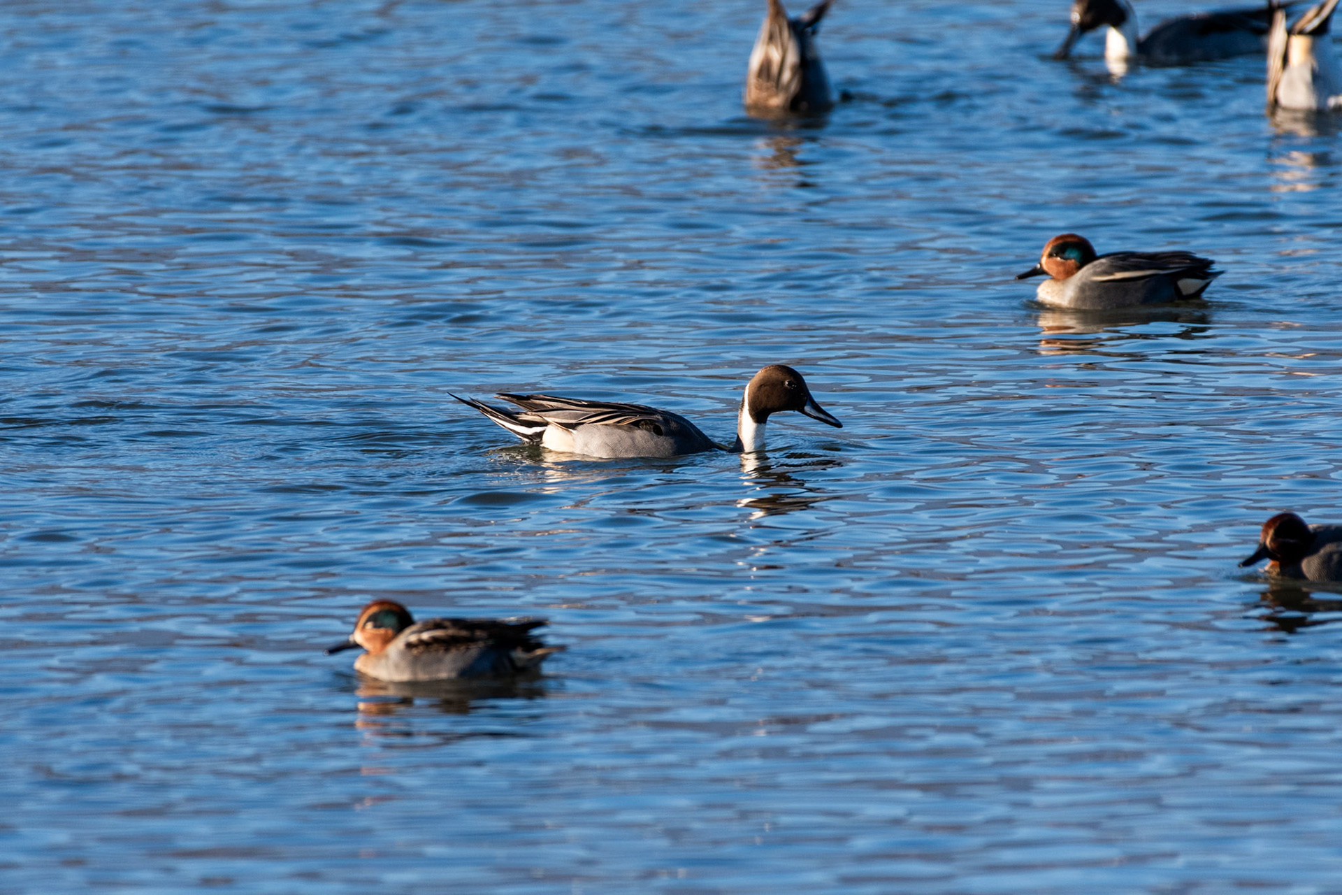 Canard pilet