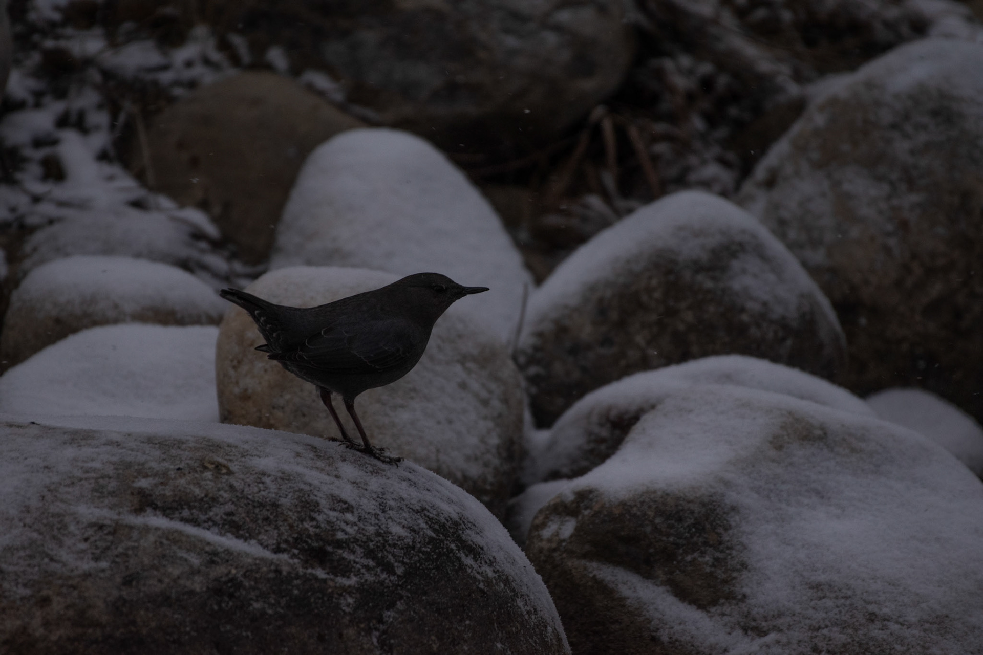 American Dipper