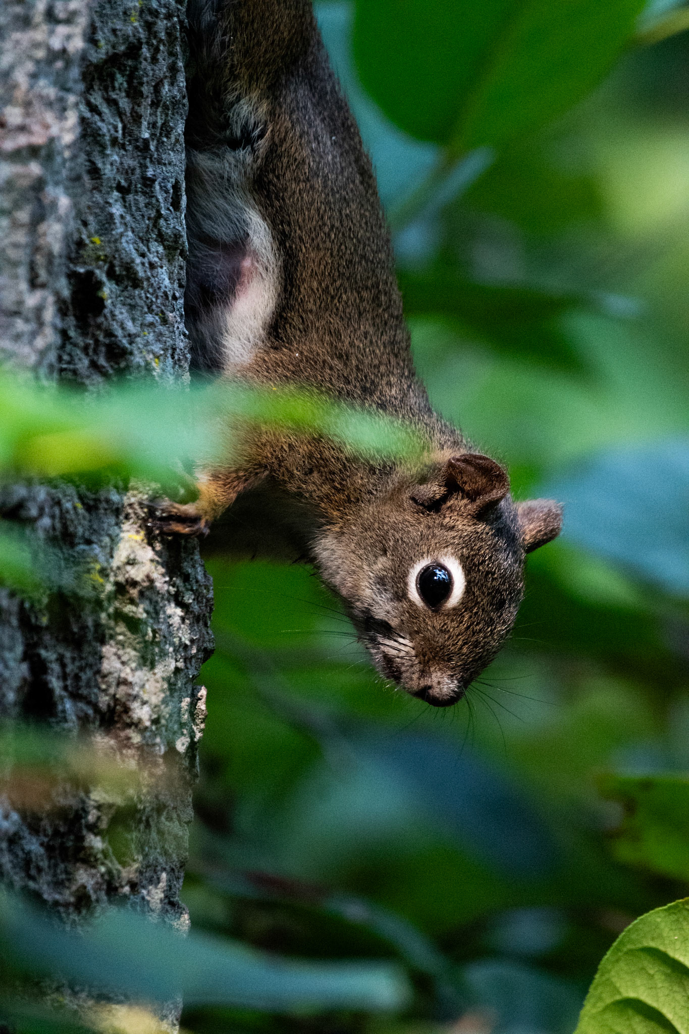Ecureuil roux d'Amérique