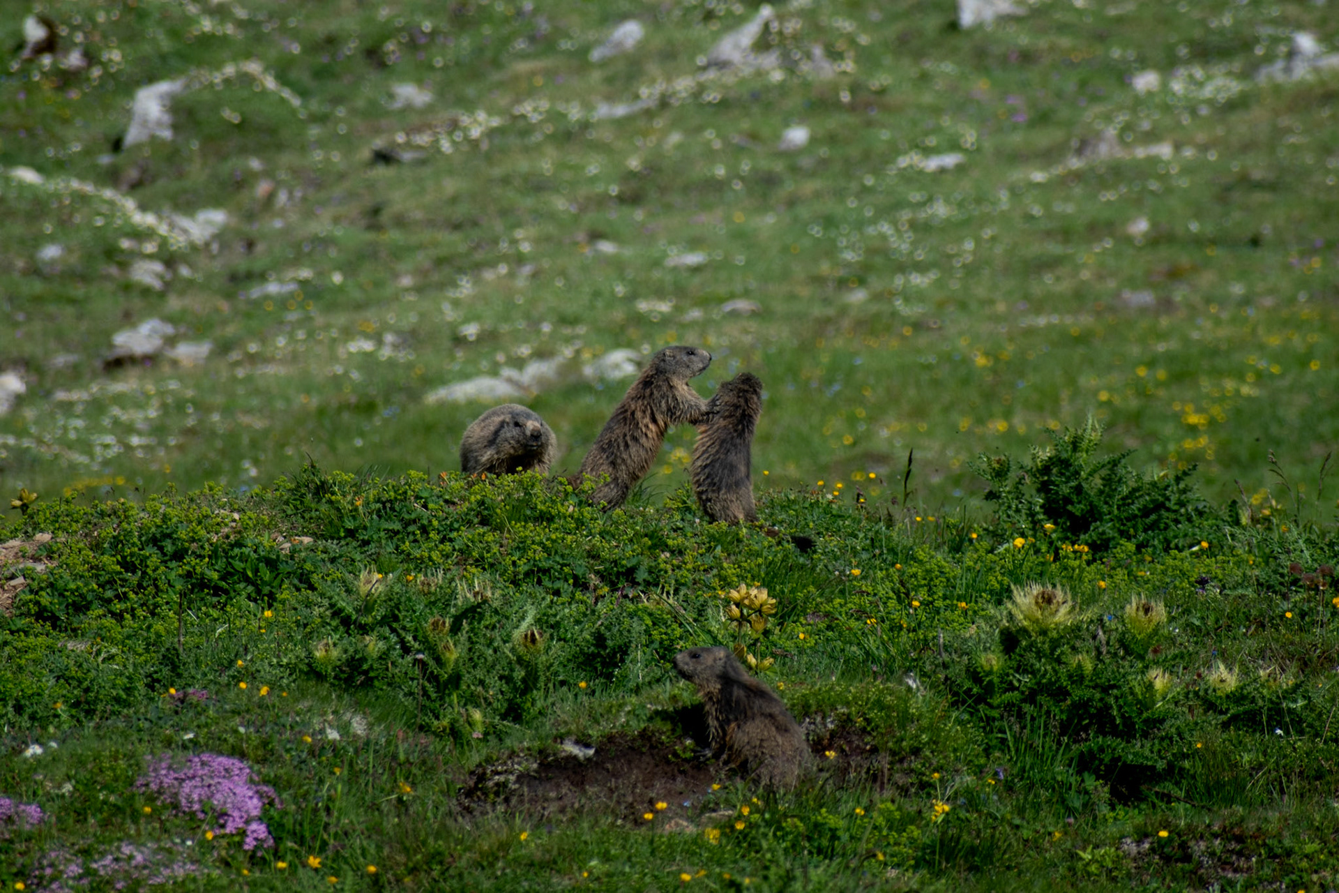Marmottes des Alpes
