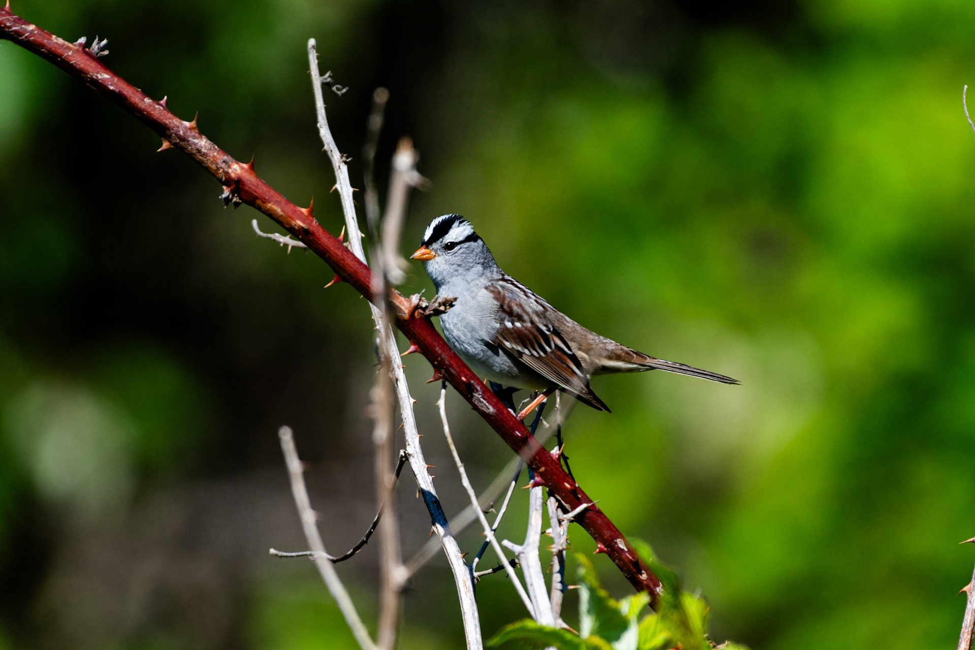 Bruant à couronne blanche