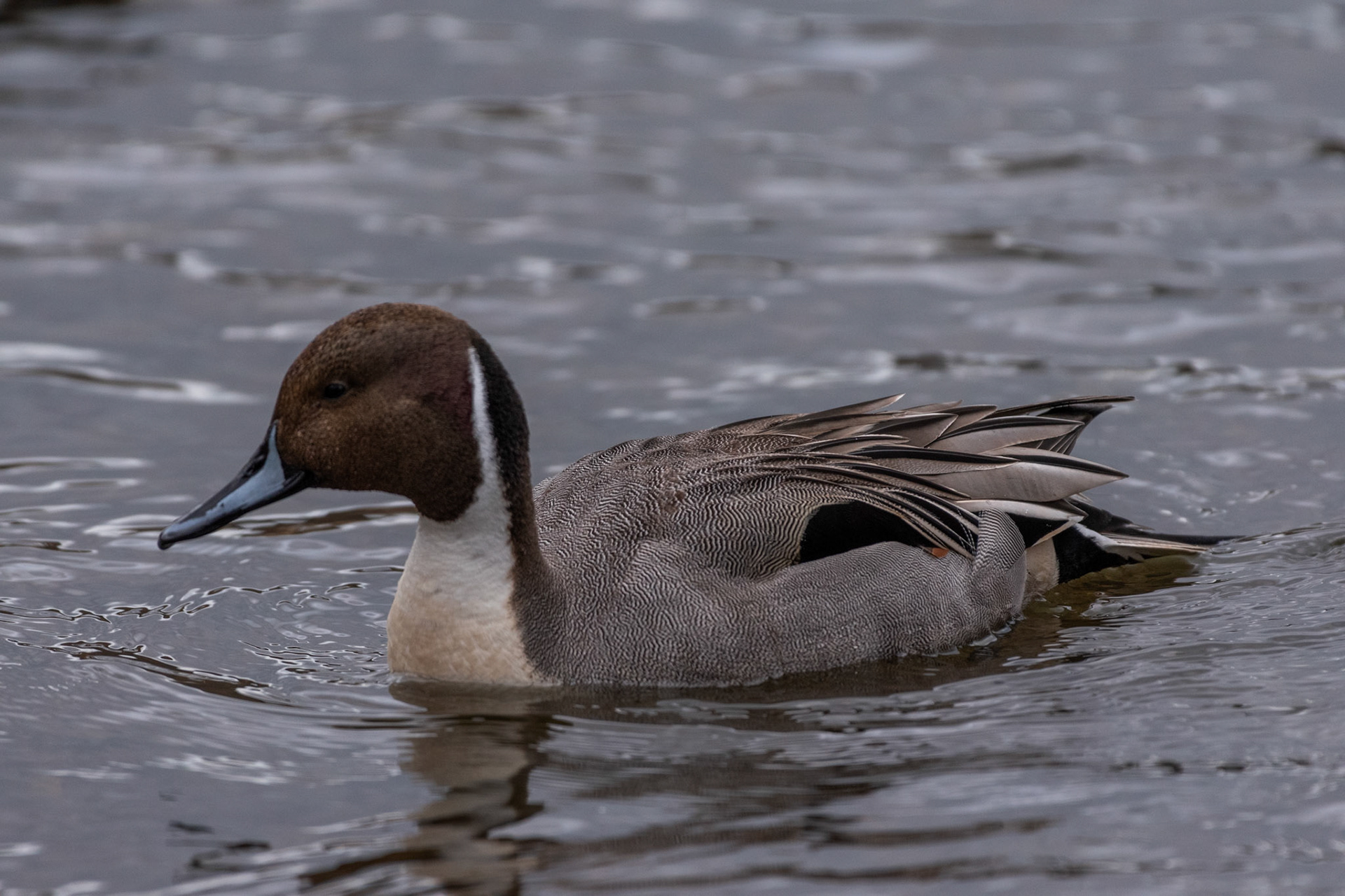 Canard pilet