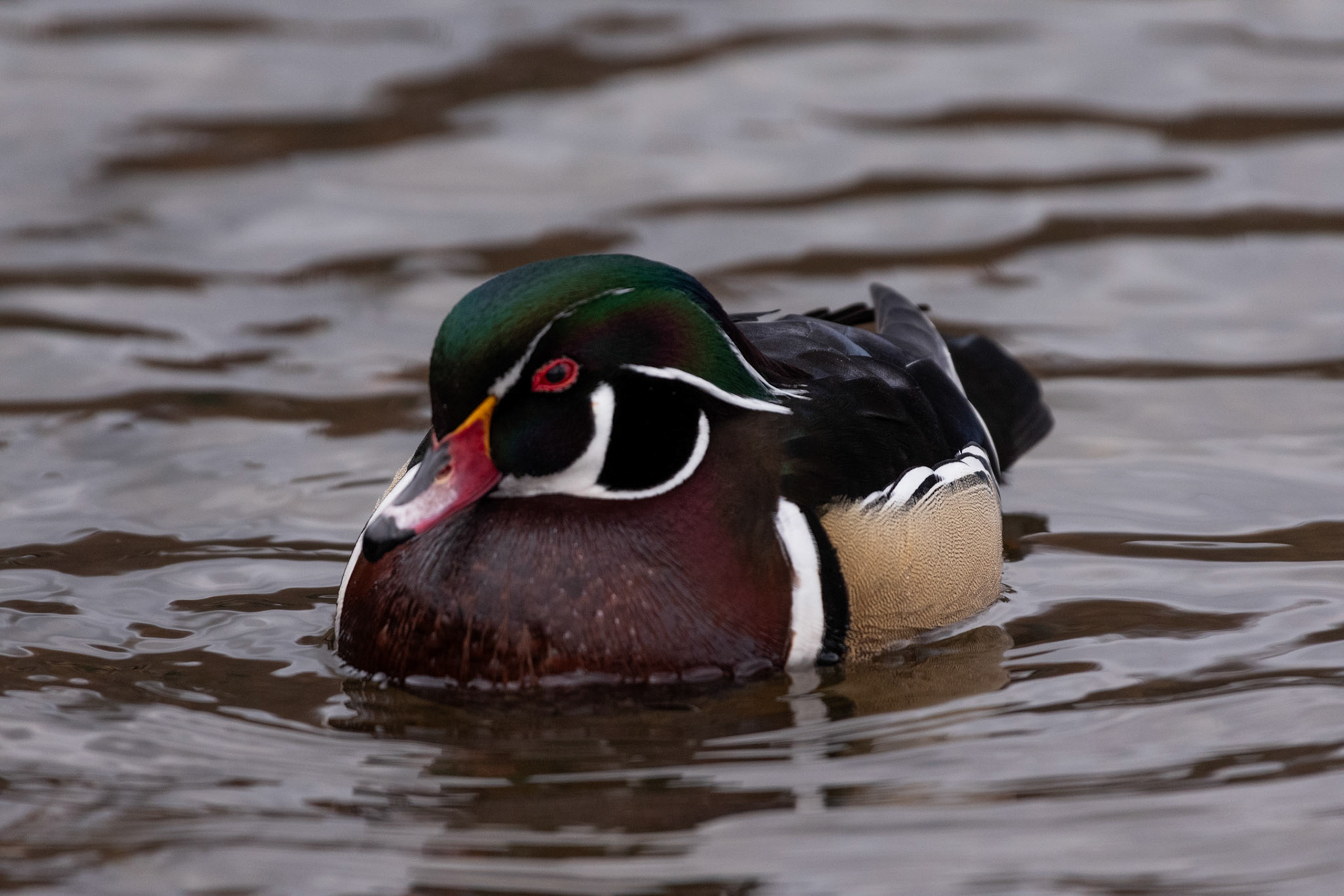 Canard branchu