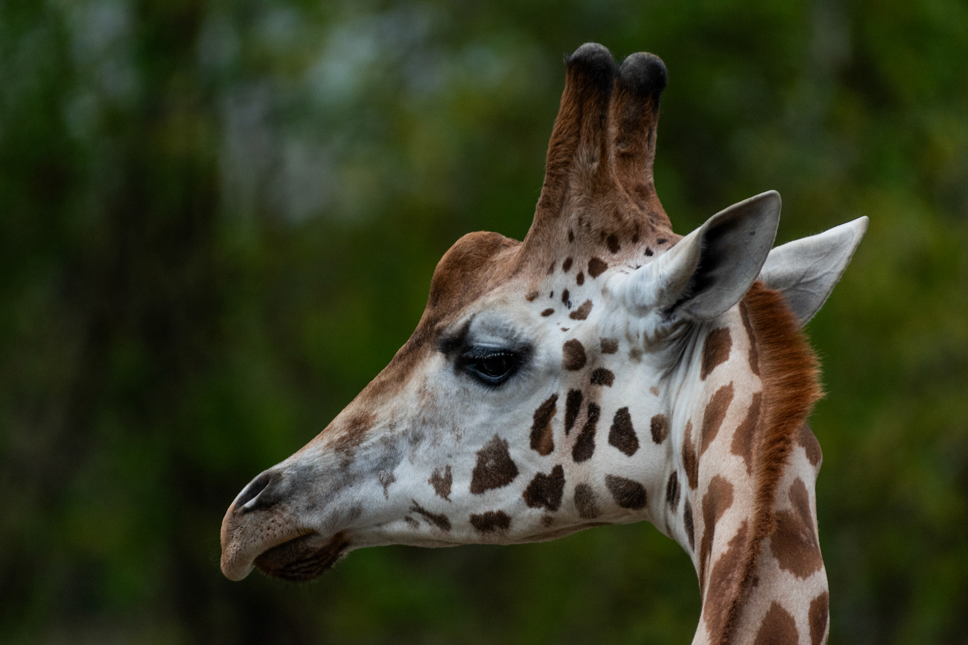 Girafe