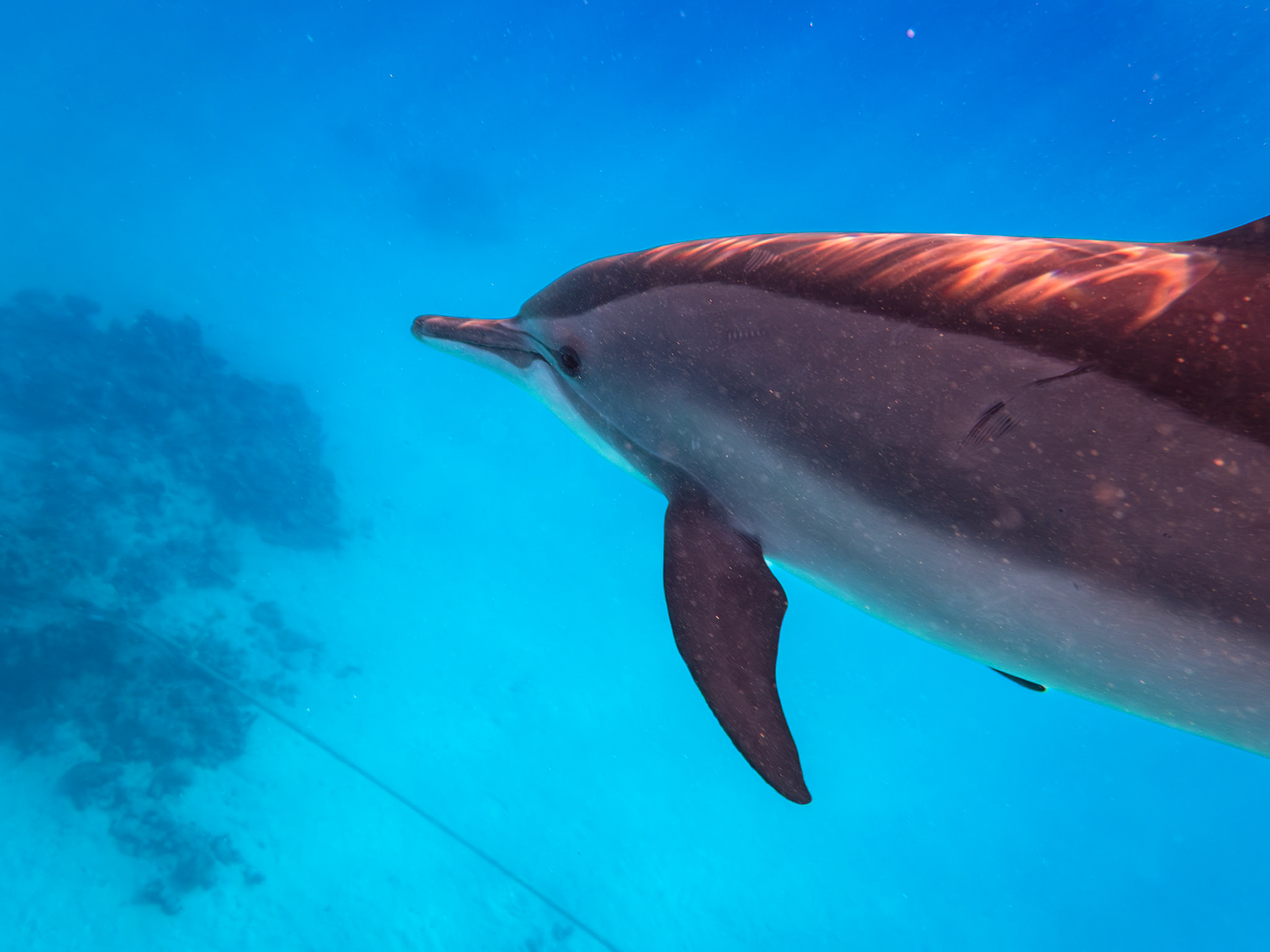 Dauphins à long-becs