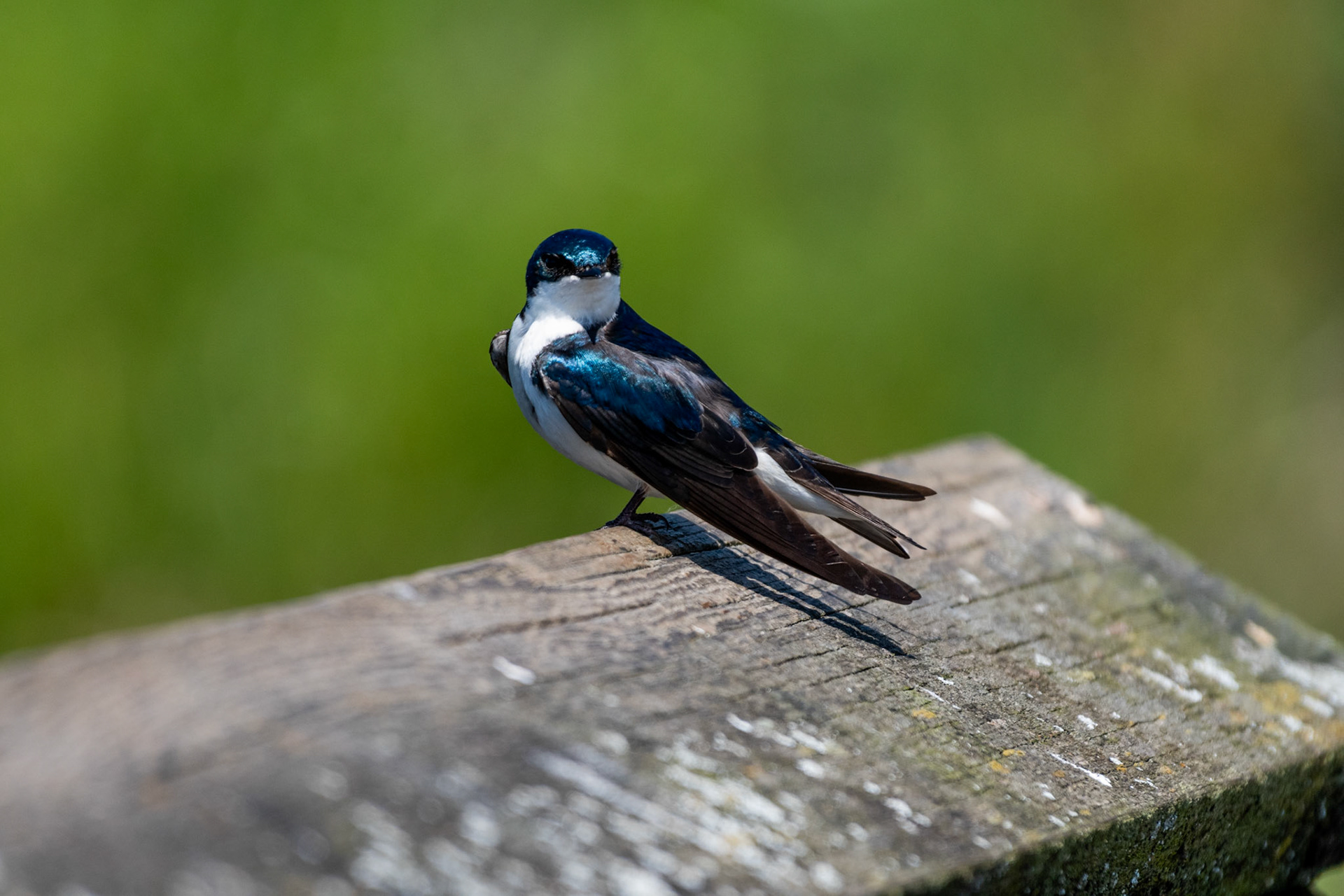 Hirondelle bicolore