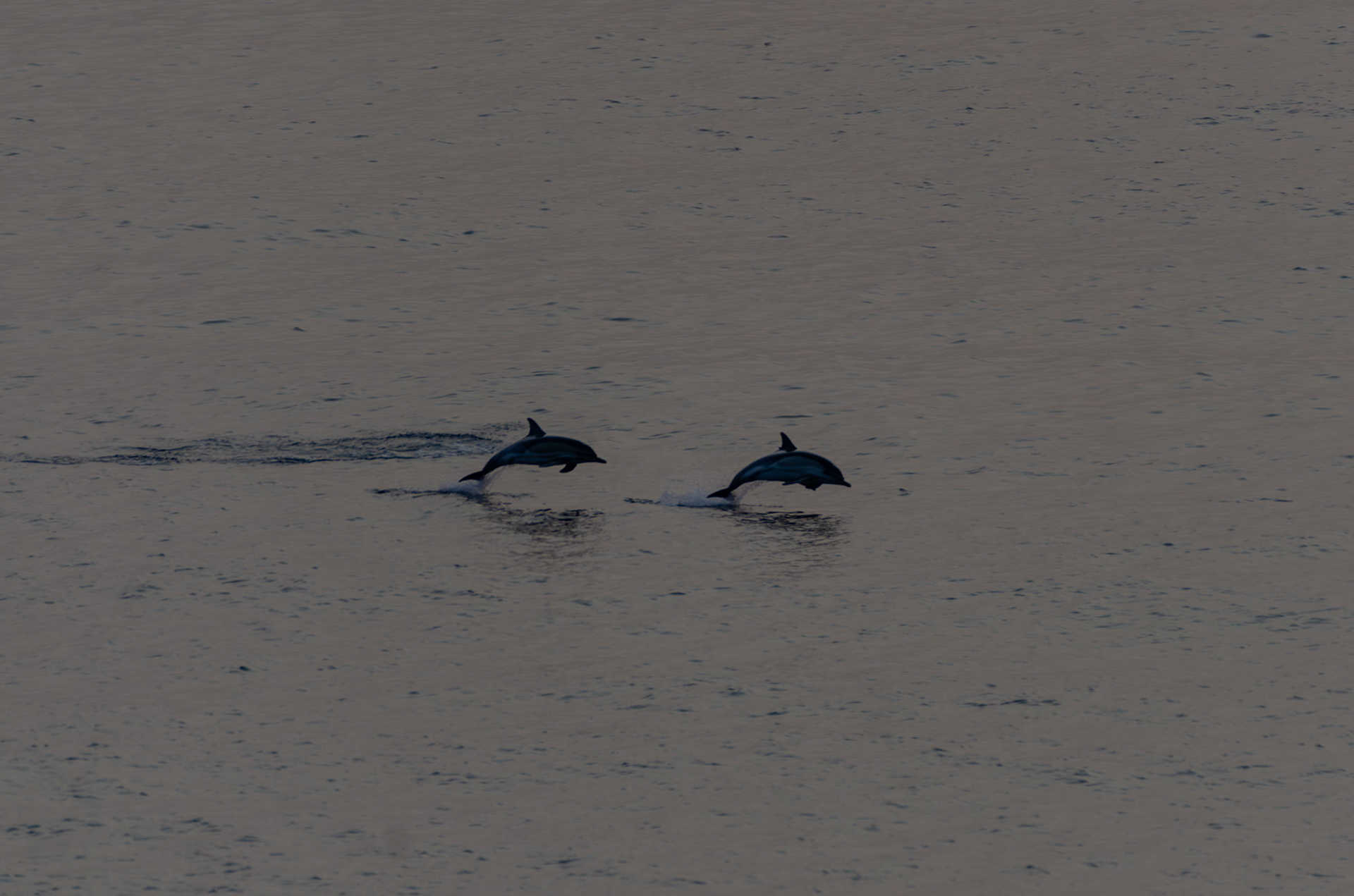 Dauphins communs