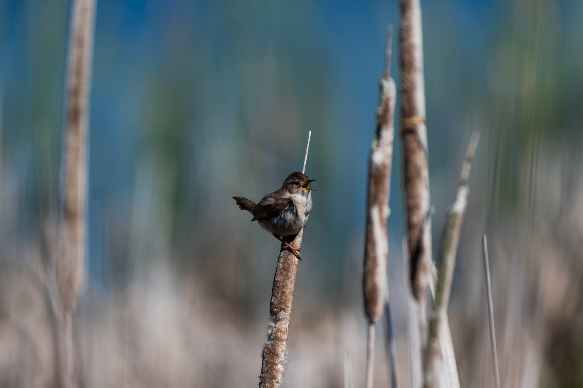 Troglodyte des marais