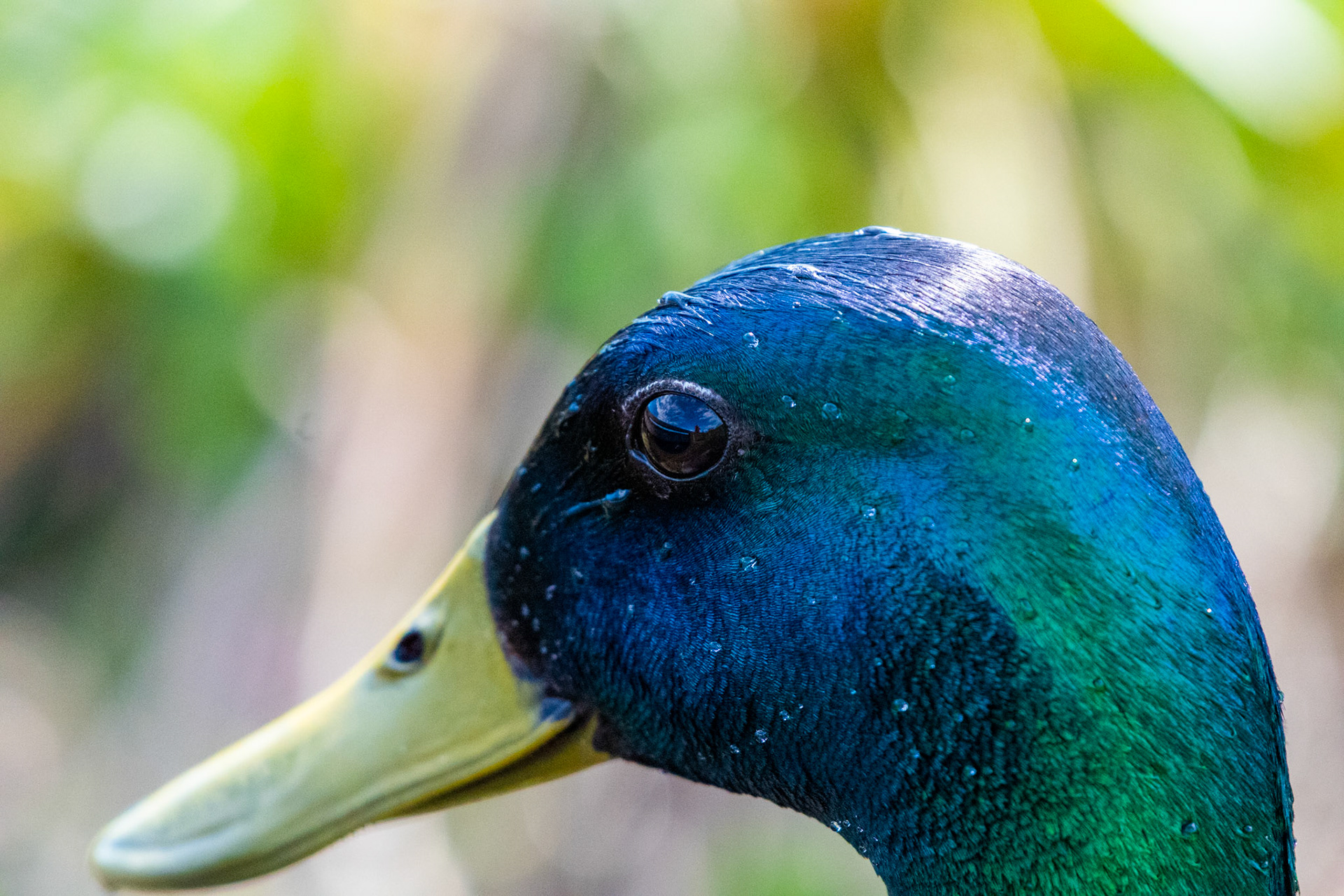 Canard colvert