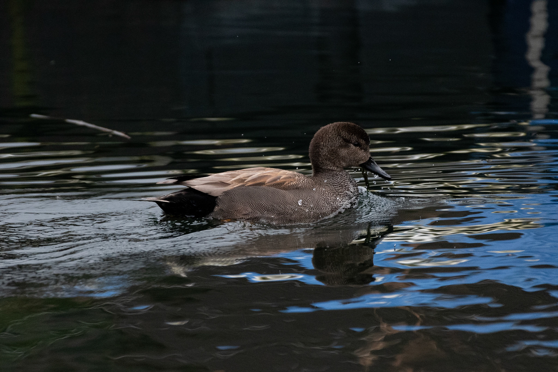 Canard chipeau