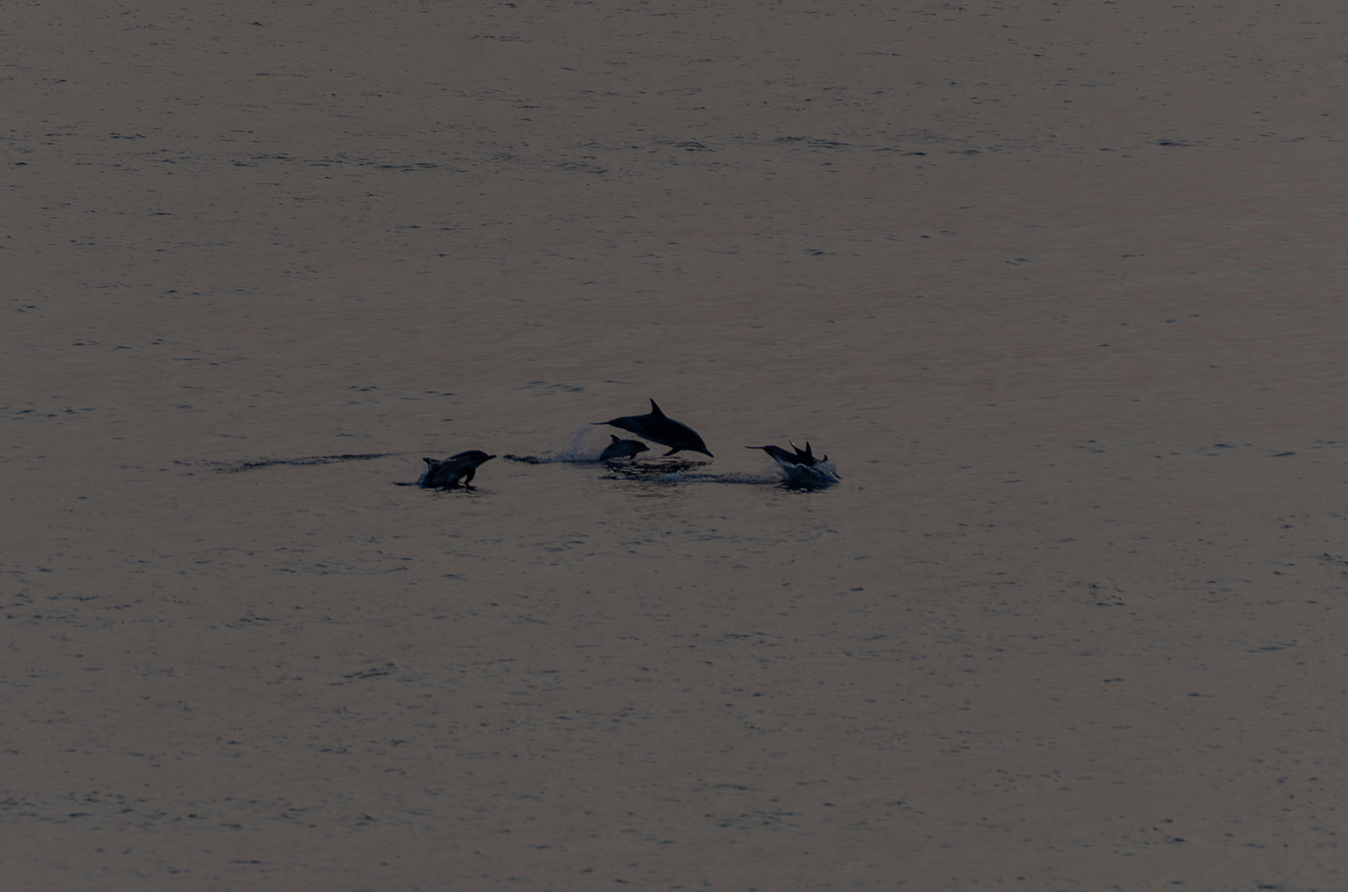 Dauphins communs