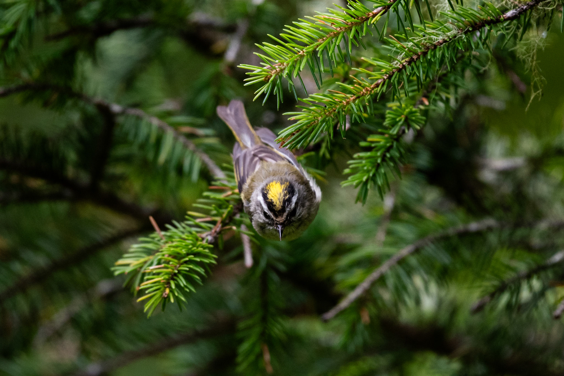 Roitelet à couronne dorée
