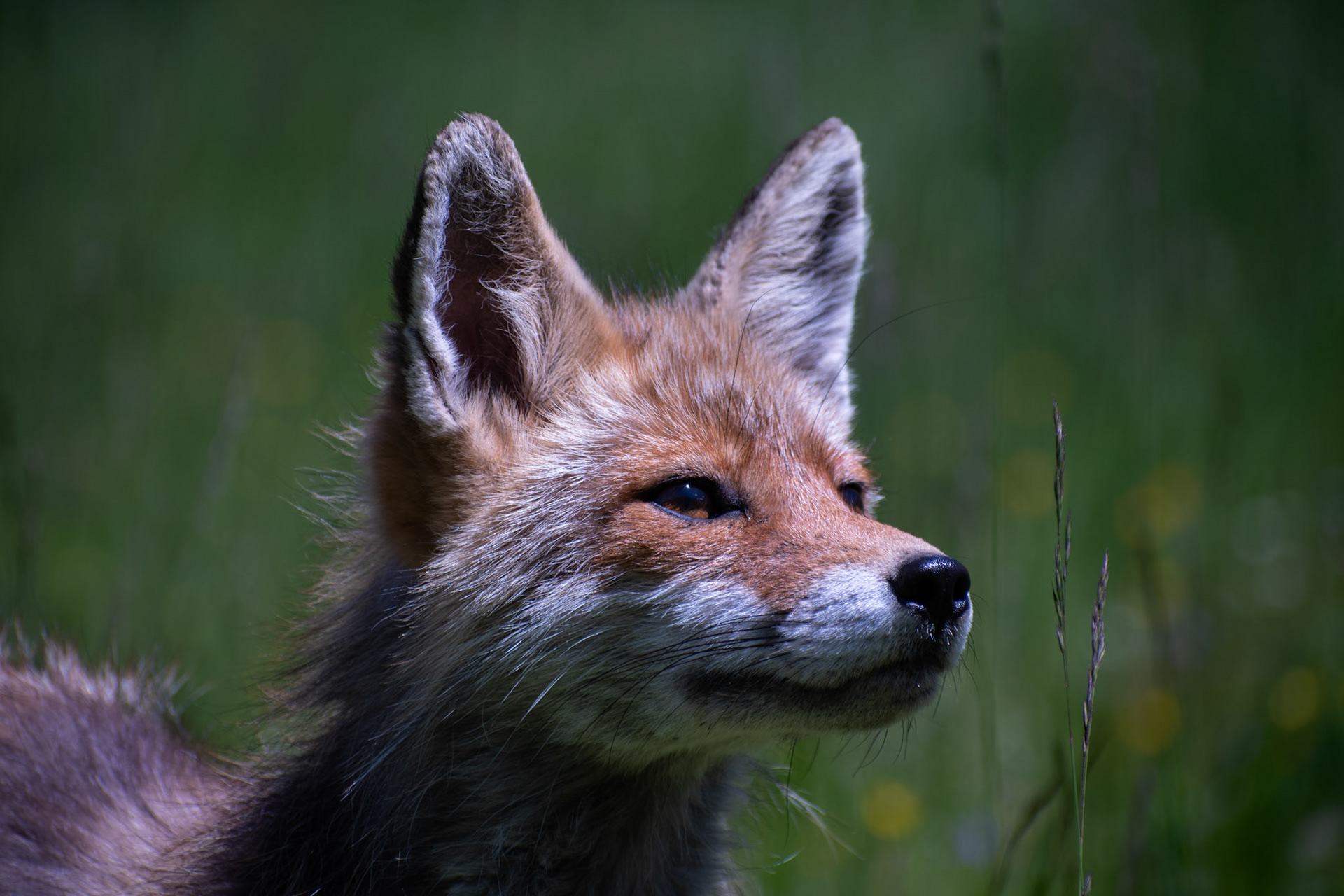 Renard roux