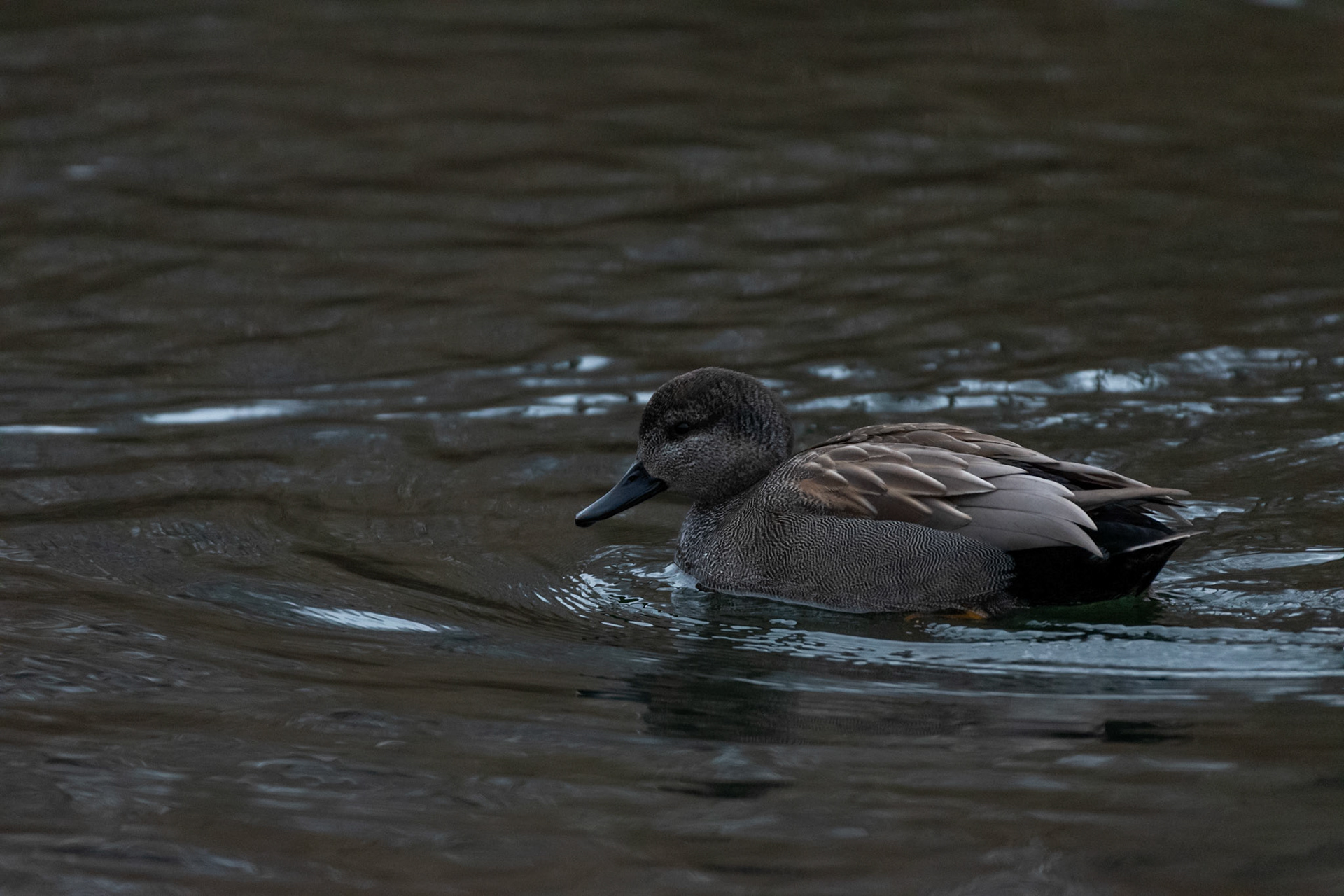 Canard chipeau