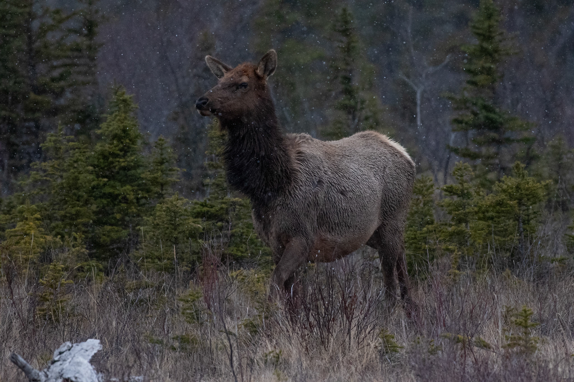 Wapiti