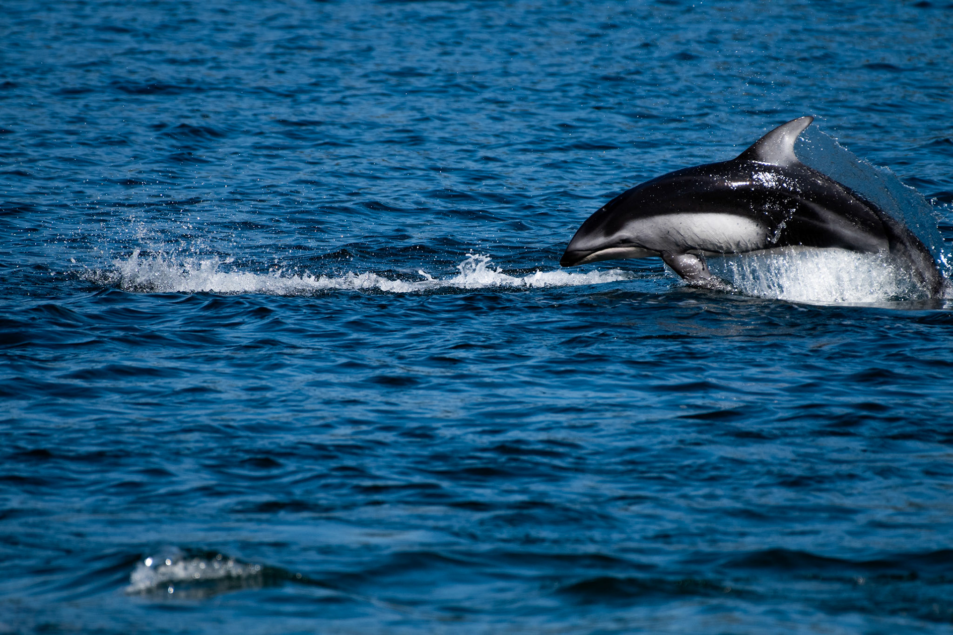 Dauphins à flancs blanc du Pacifique