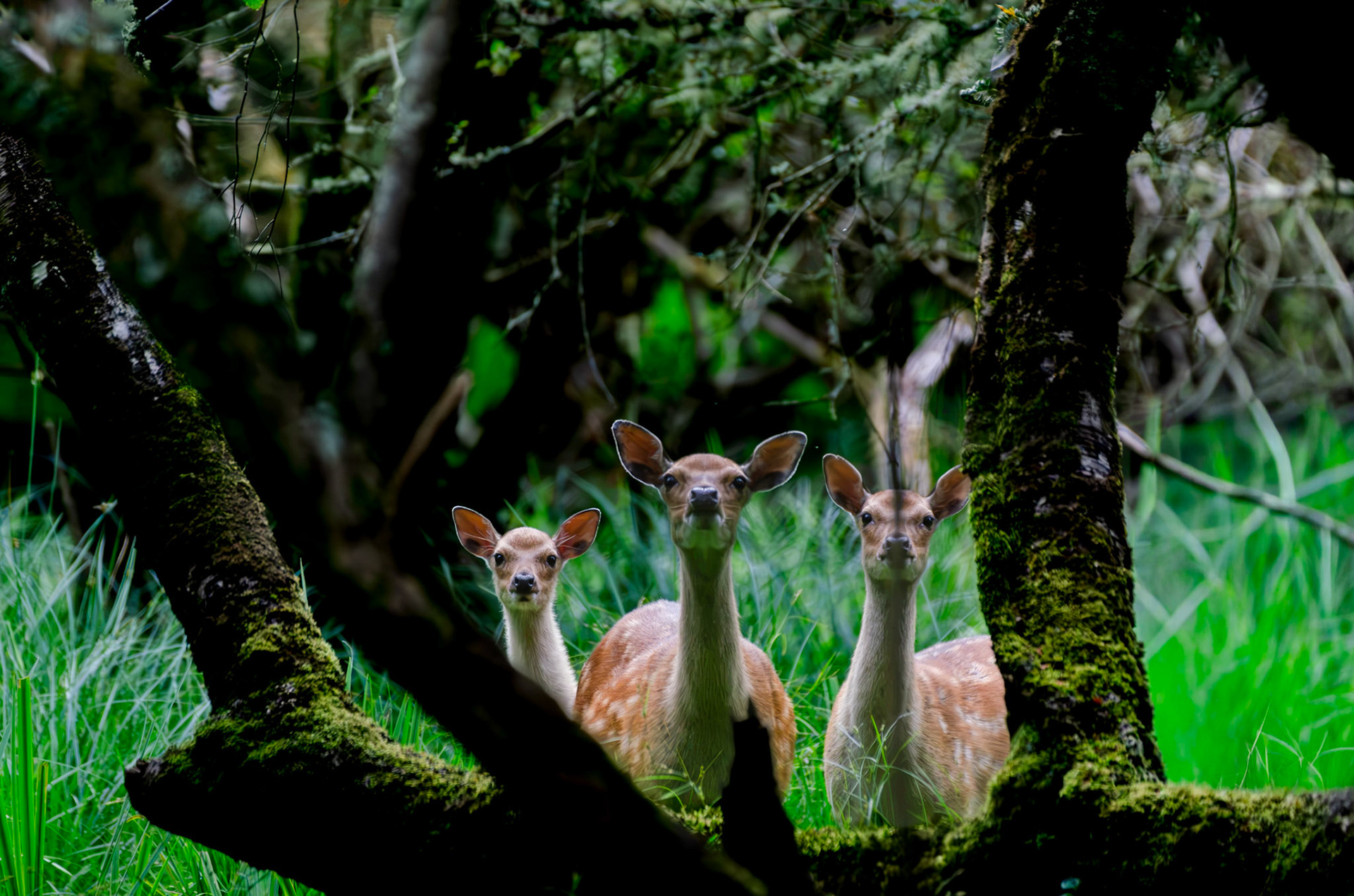 Cerf Sika