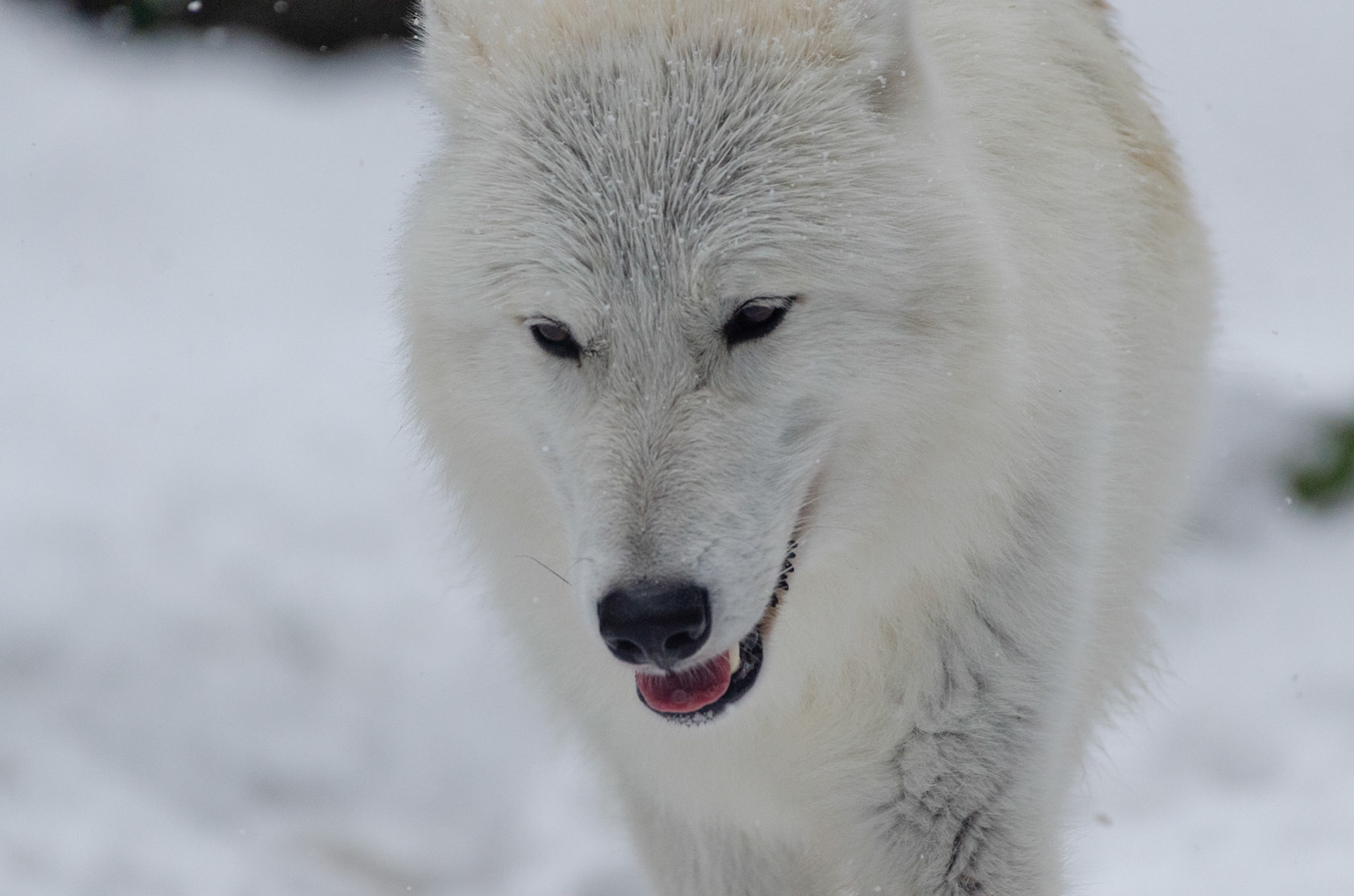 Loup arctique