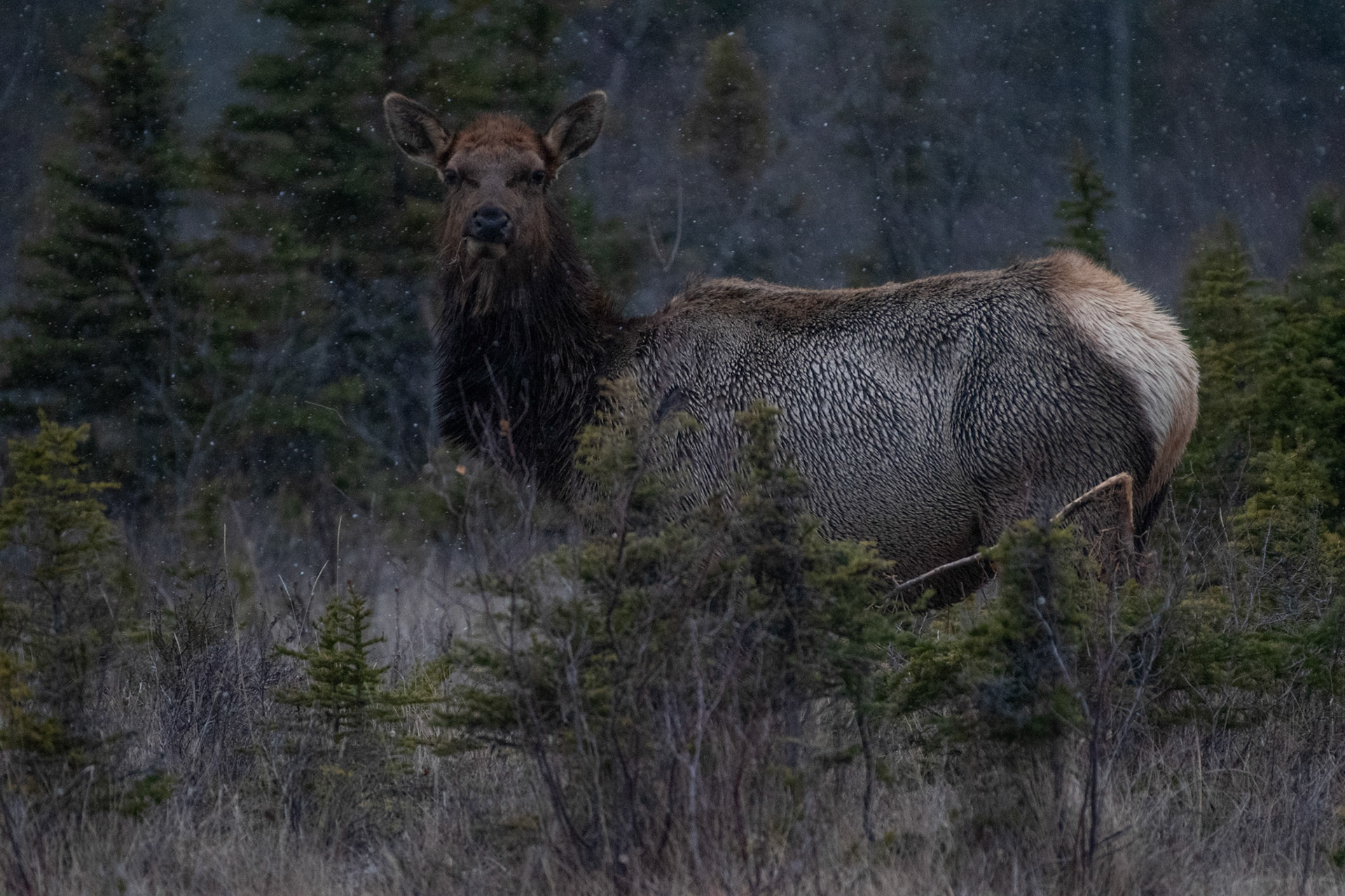Wapiti