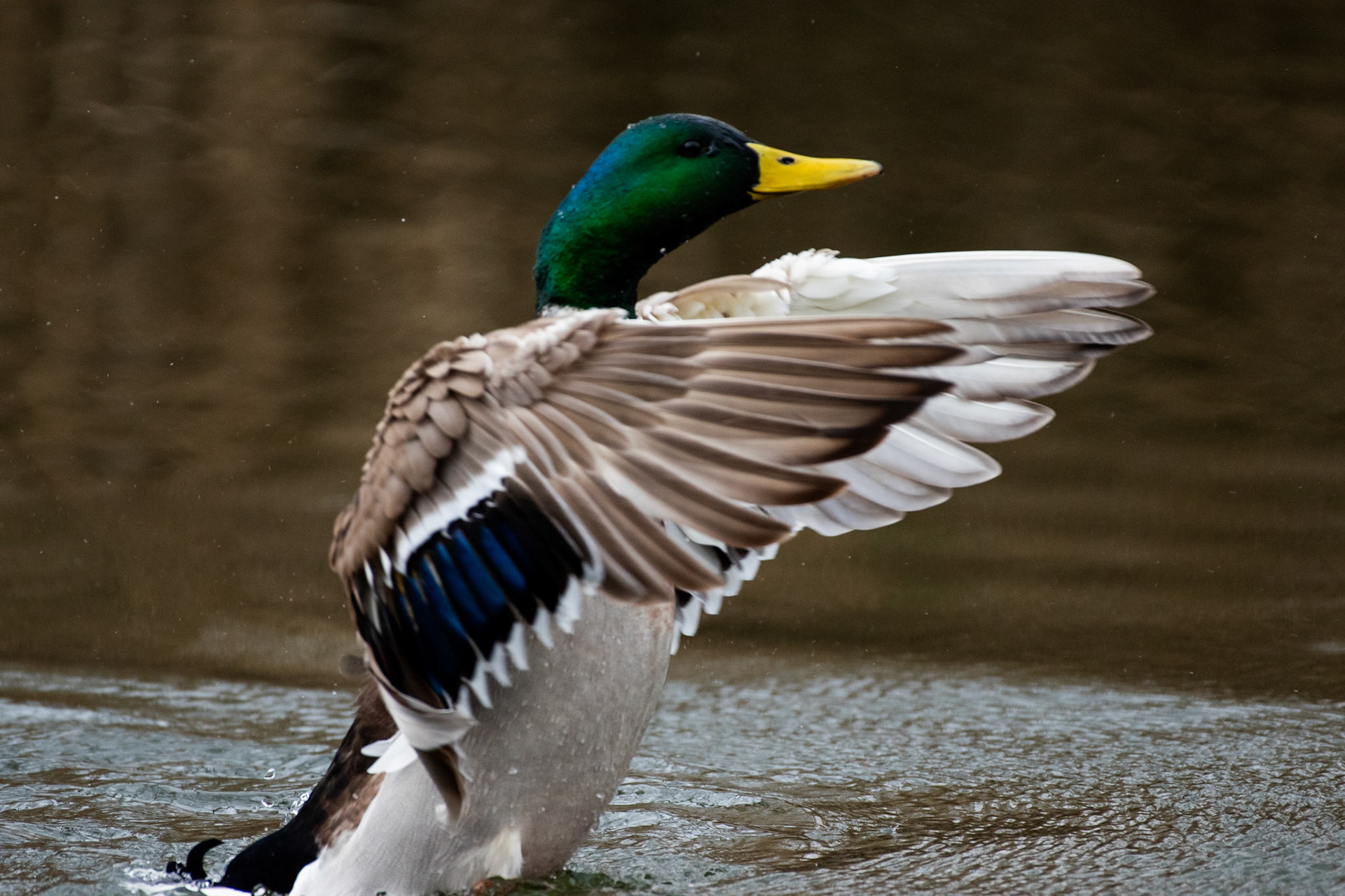 Canard colvert