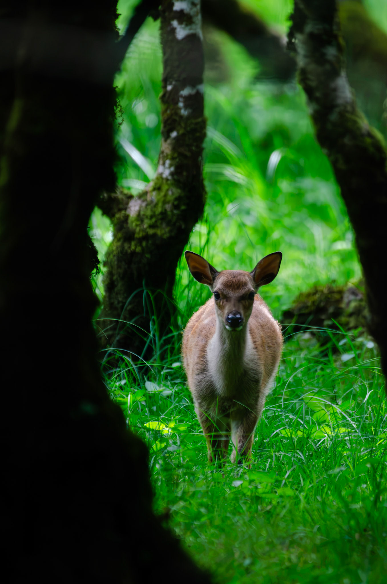 Cerf Sika