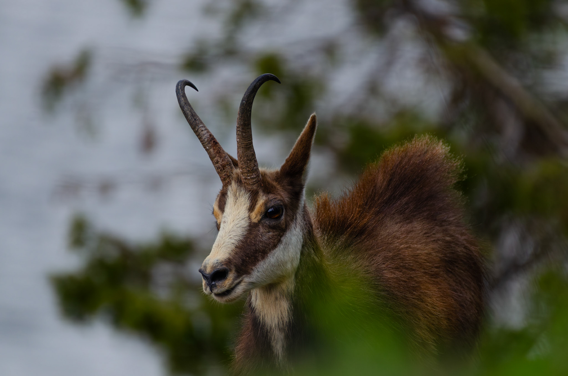 Chamois