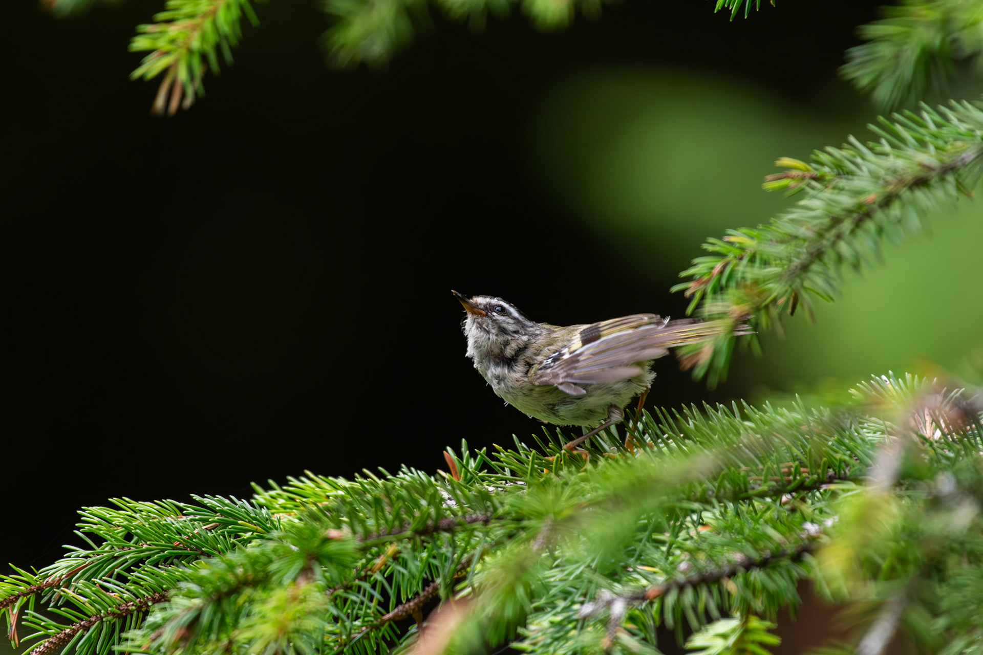 Roitelet à couronne dorée