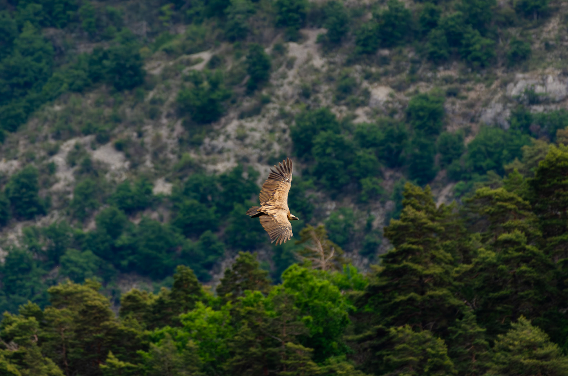 Vautour fauve