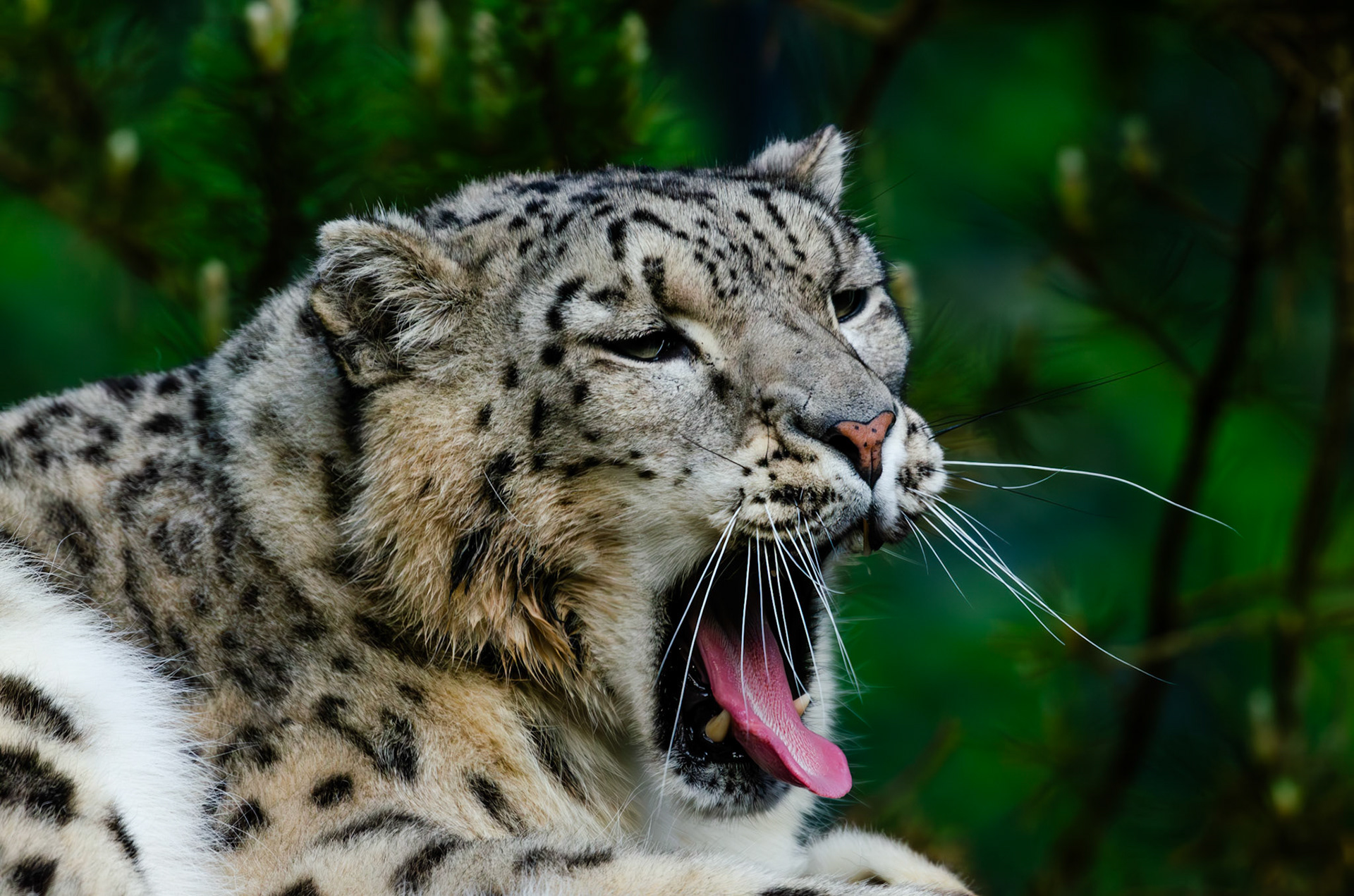 Panthère des neiges