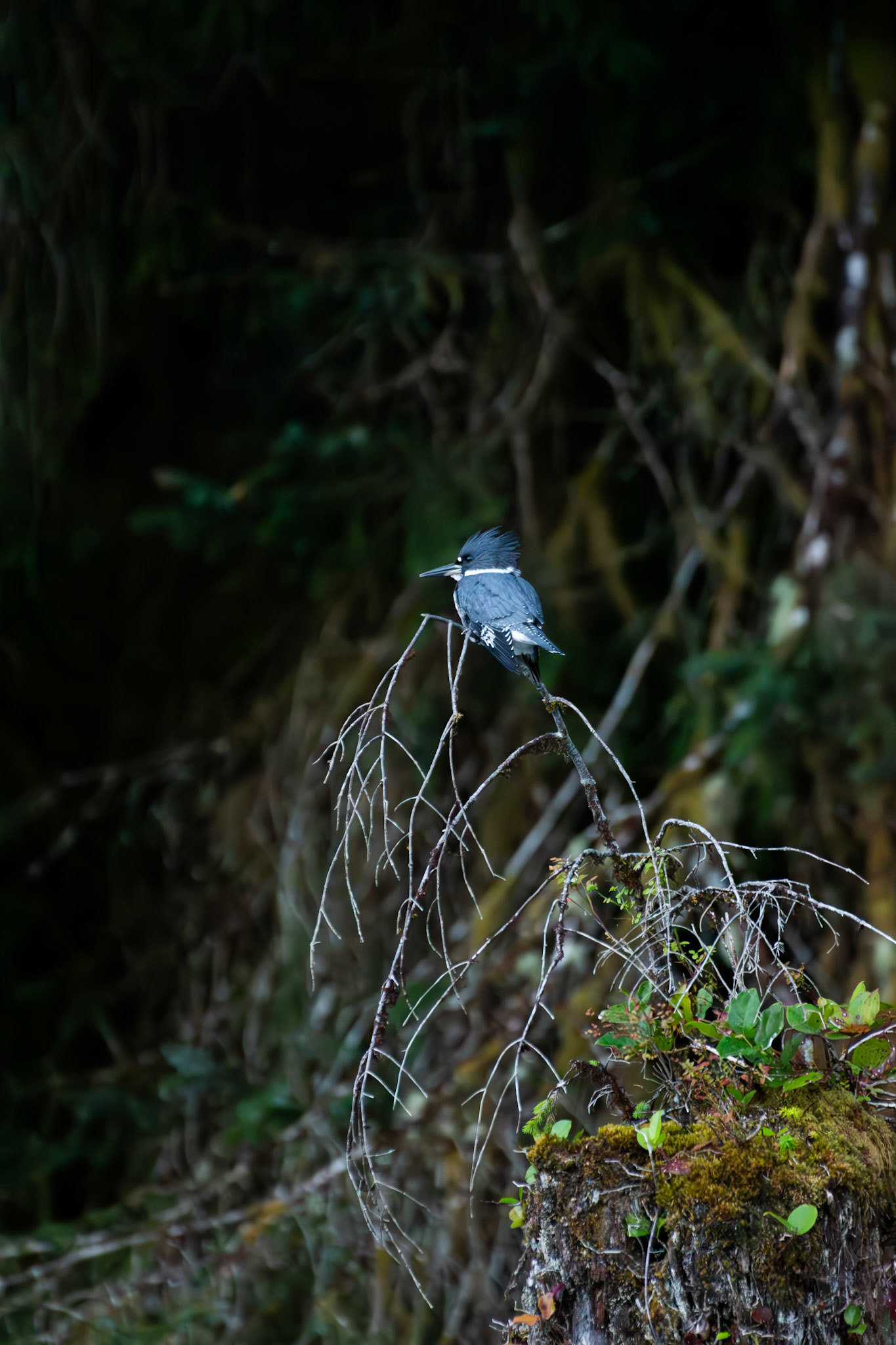 Martin pecheur d'Amérique