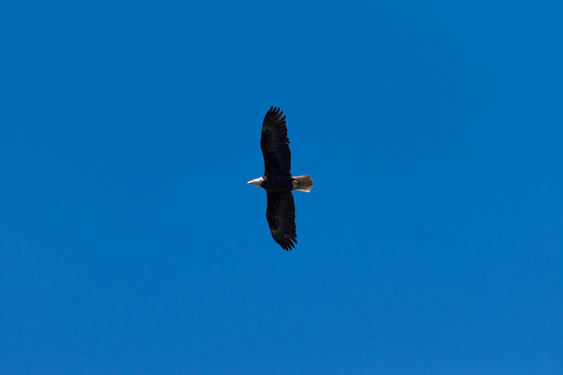 Pygargue à tete blanche