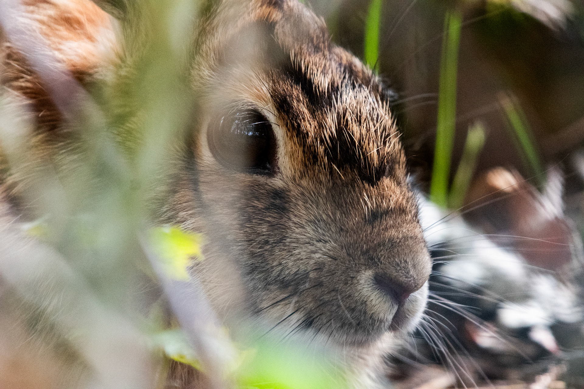 Lapin
