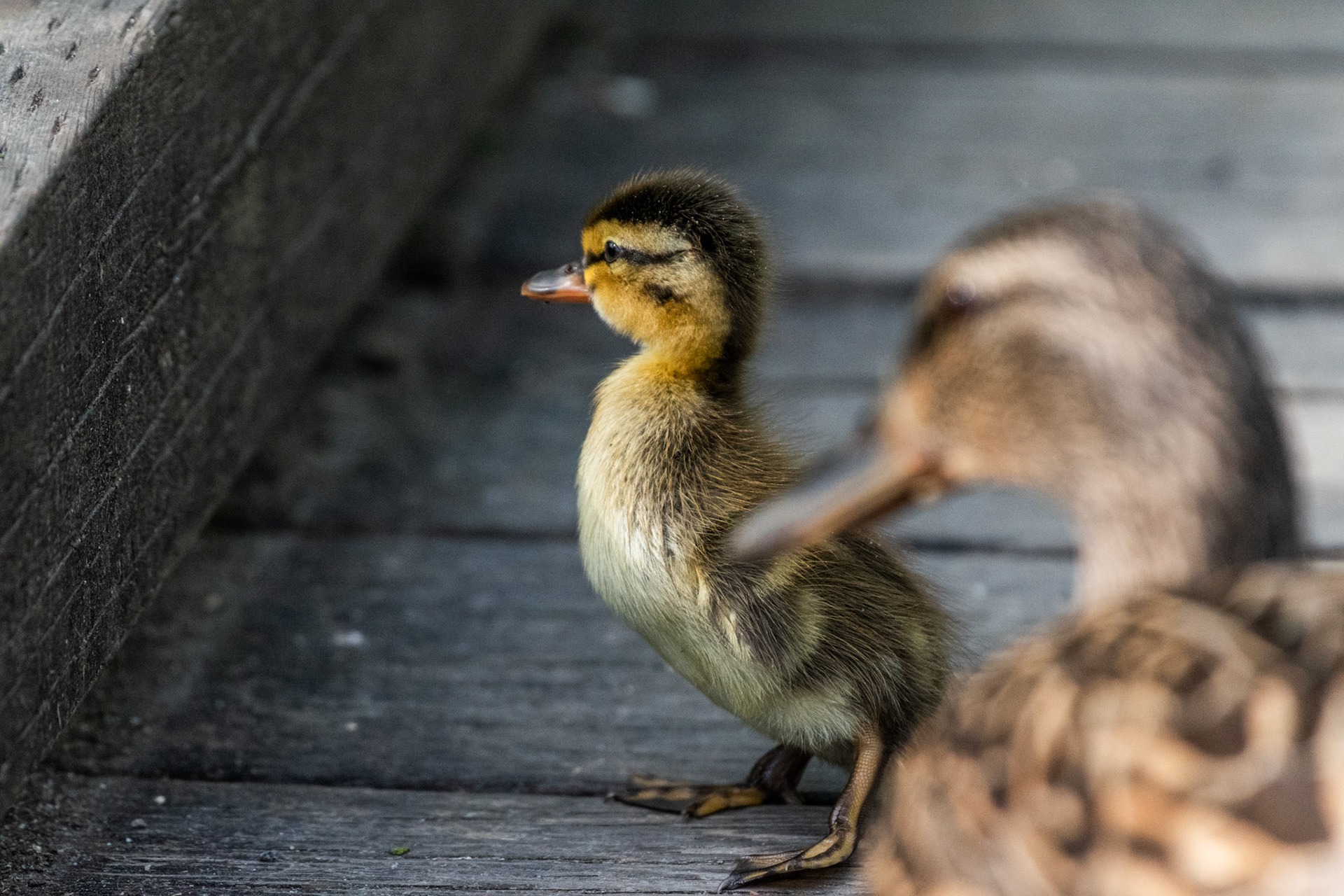 Canard colvert