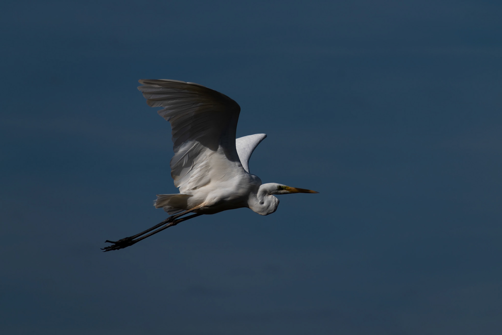 Grande aigrette
