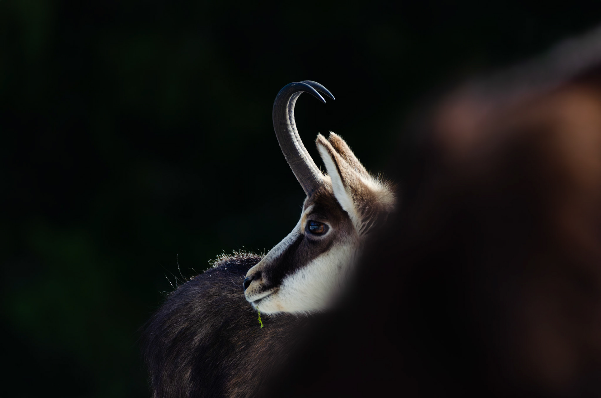 Chamois