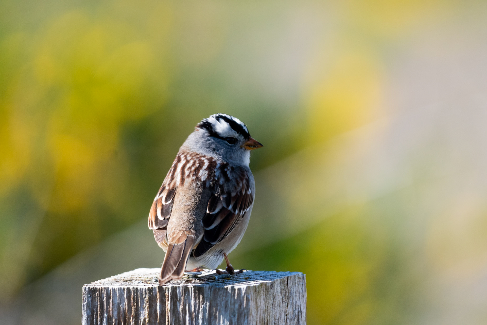 Bruant à couronne blanche