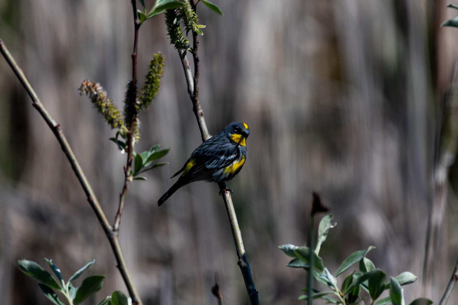 Yellow-rumped Warbler