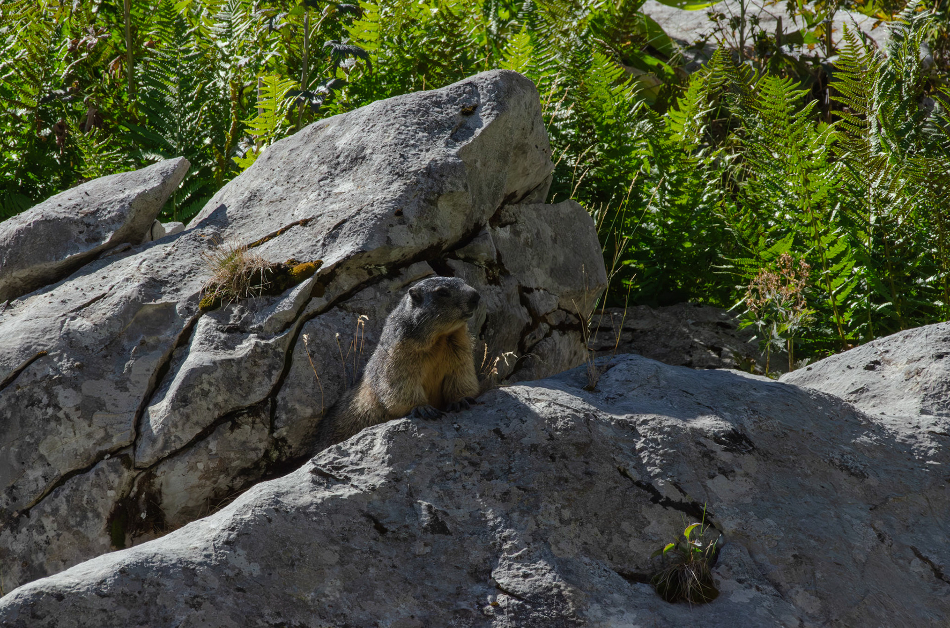 Marmotte