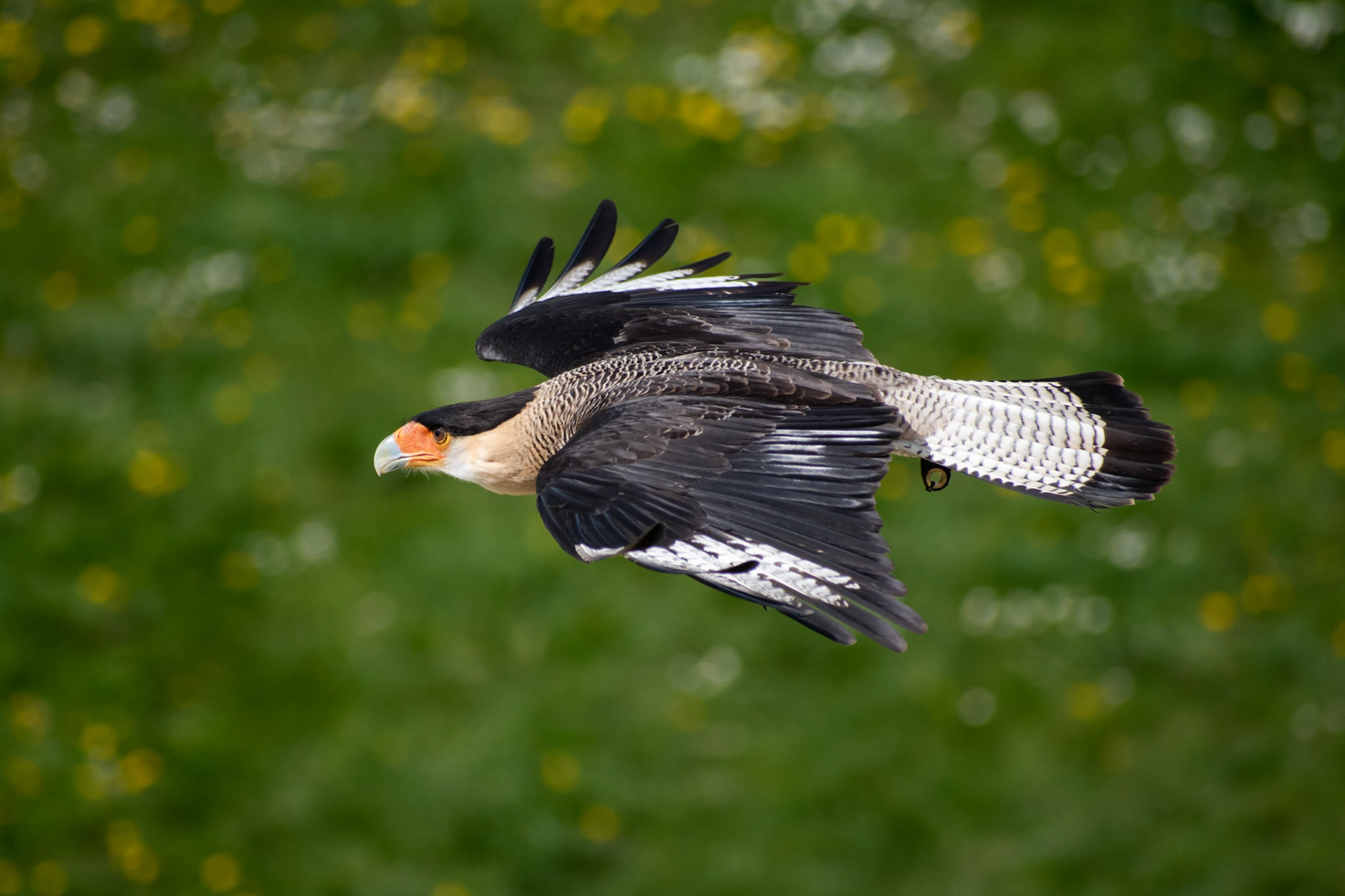 Caracara huppé