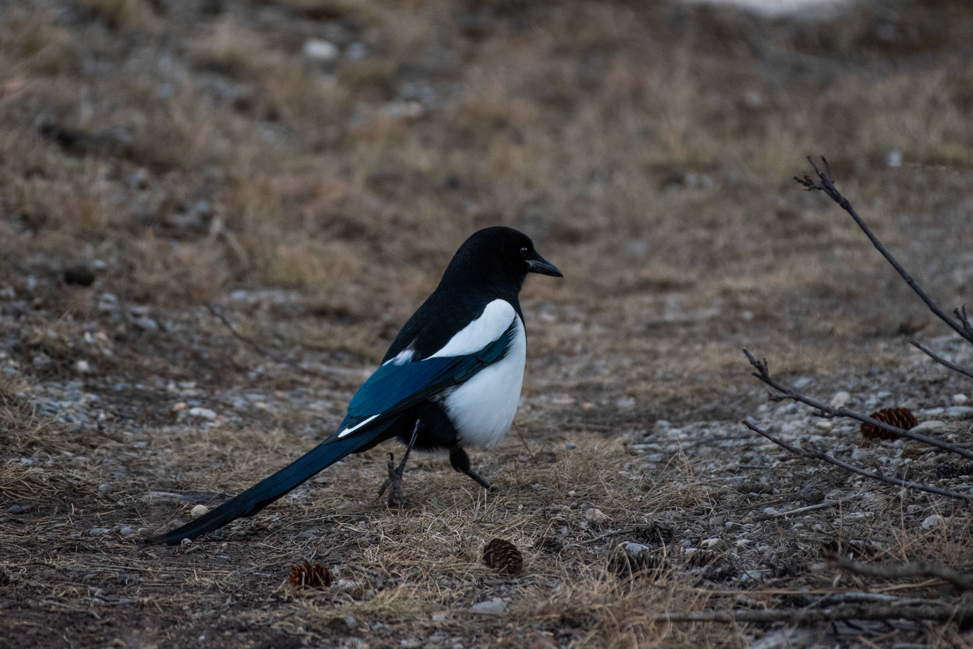 Black-Pilled Magpie