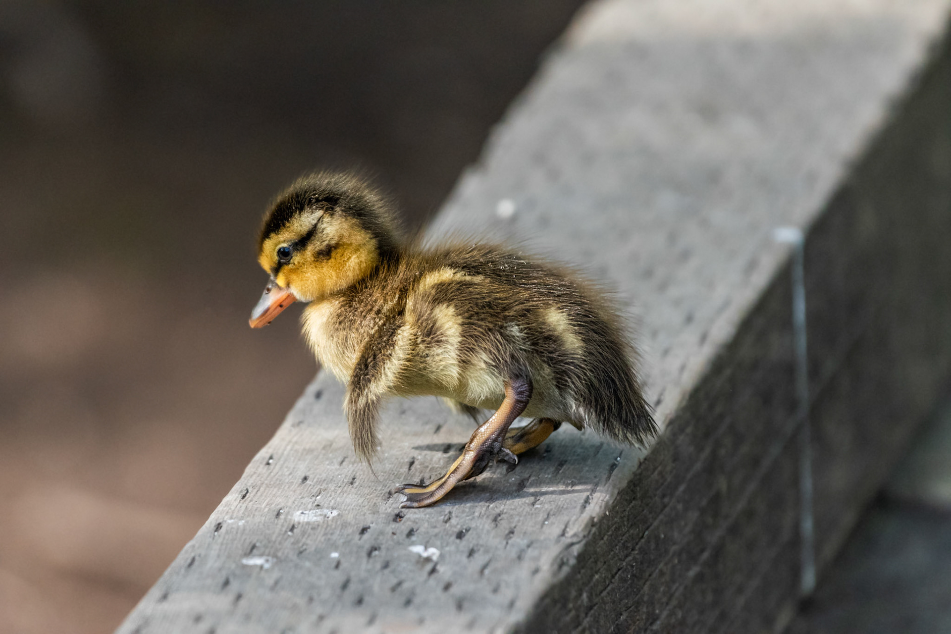 Canard colvert