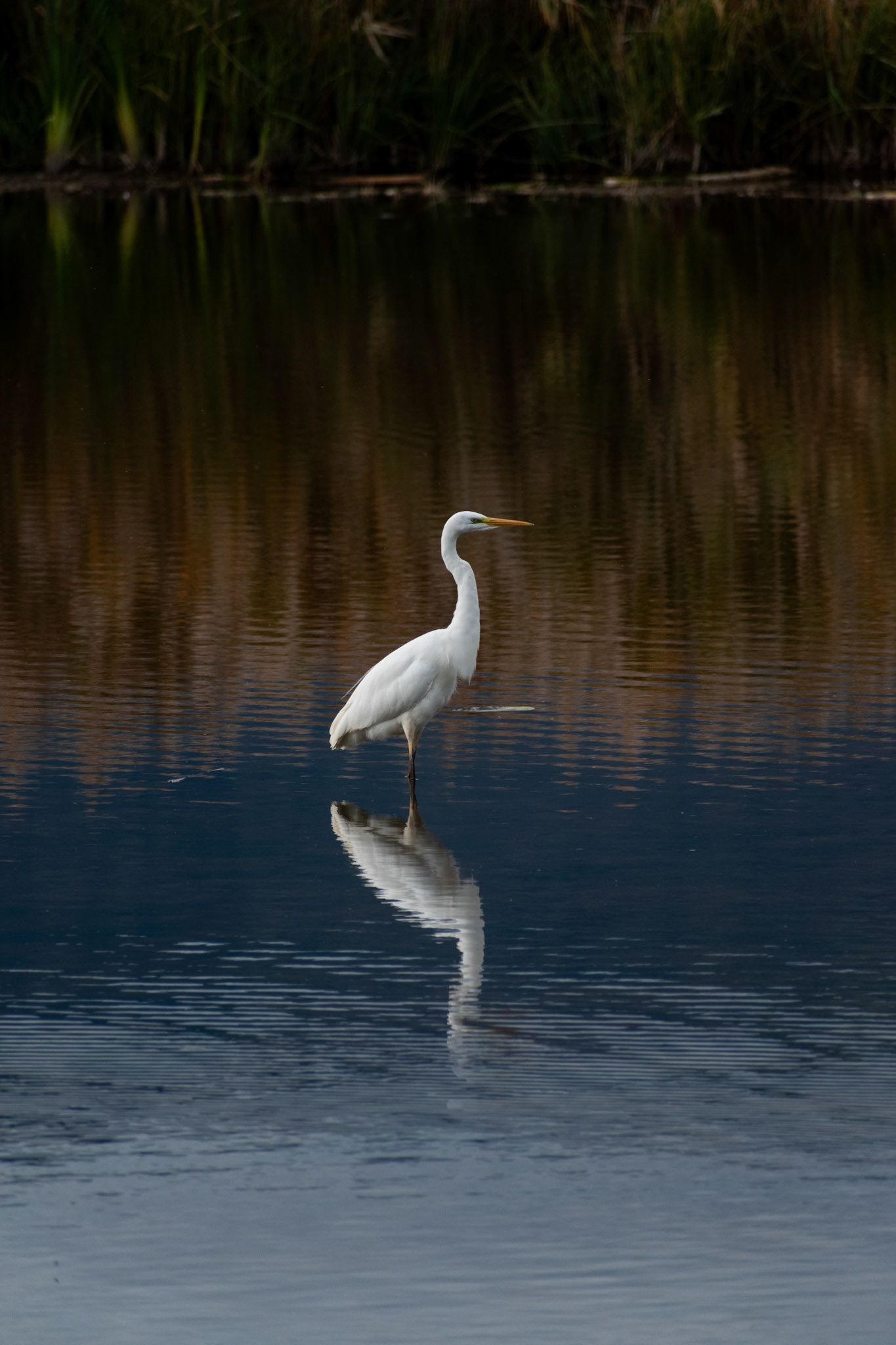 Grande aigrette