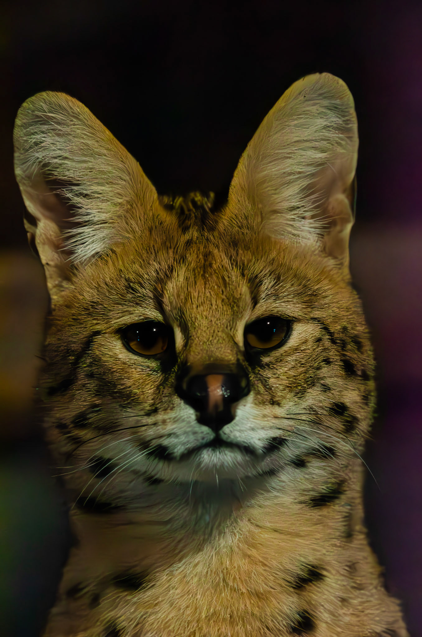 Serval